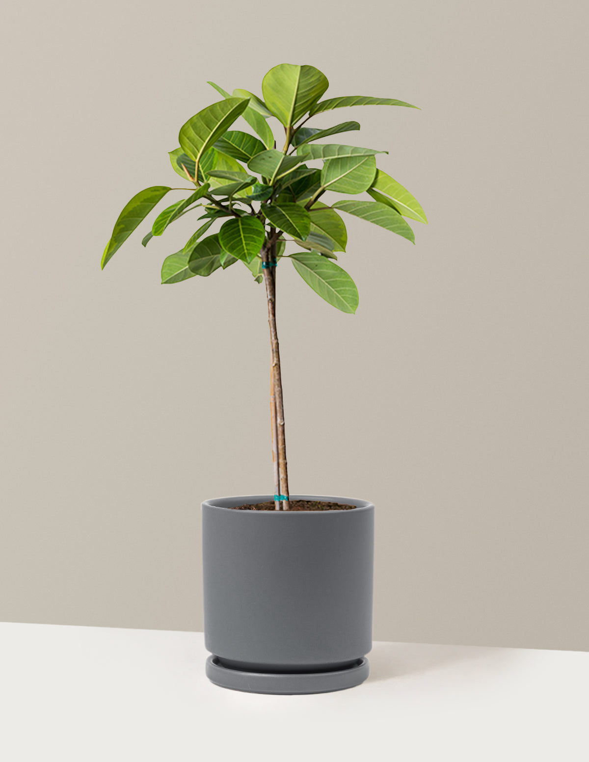 Büyük Ficus Altissima Ağacı