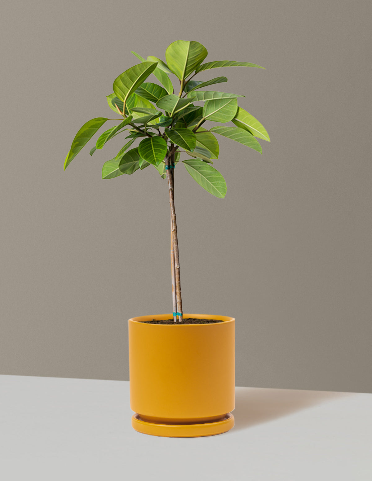 Büyük Ficus Altissima Ağacı