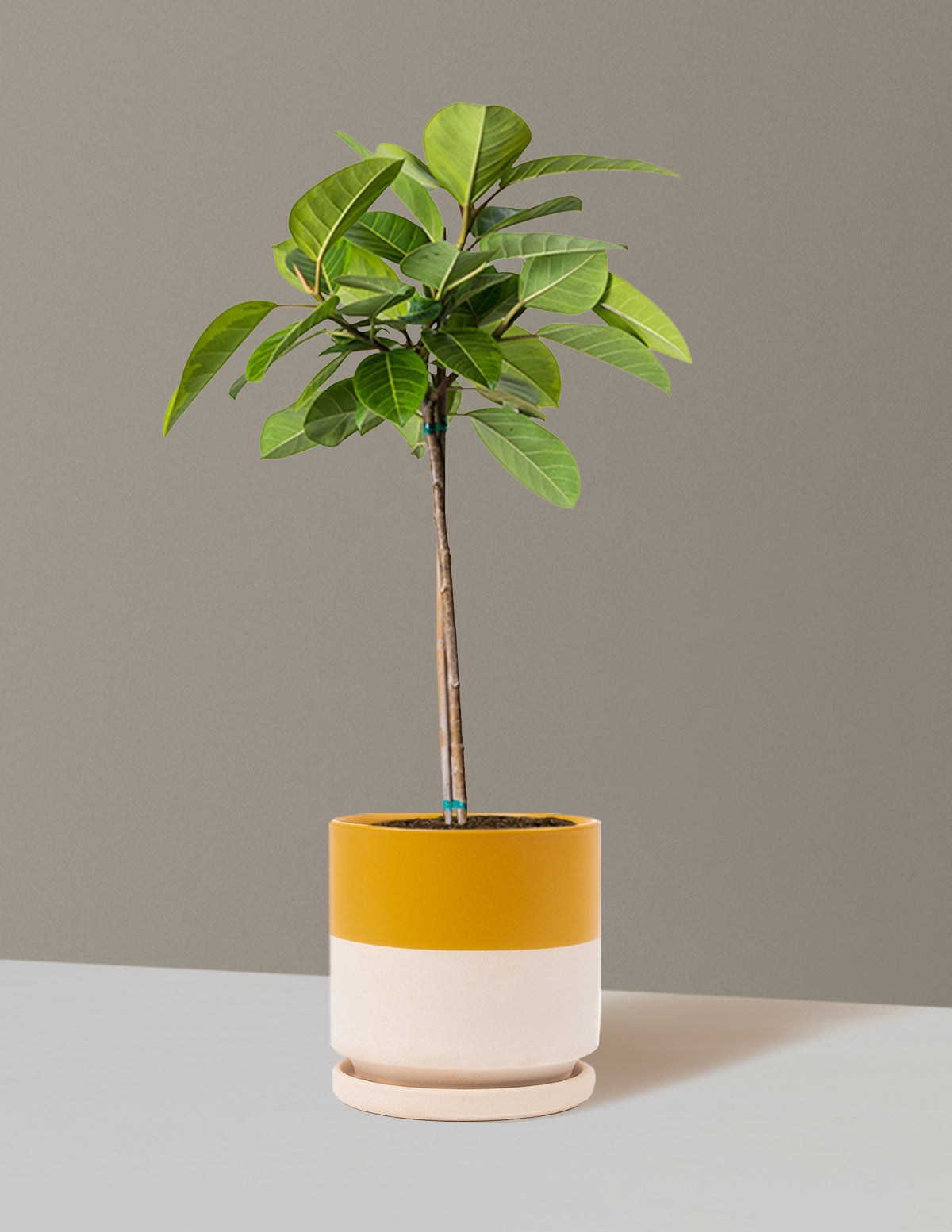 Büyük Ficus Altissima Ağacı