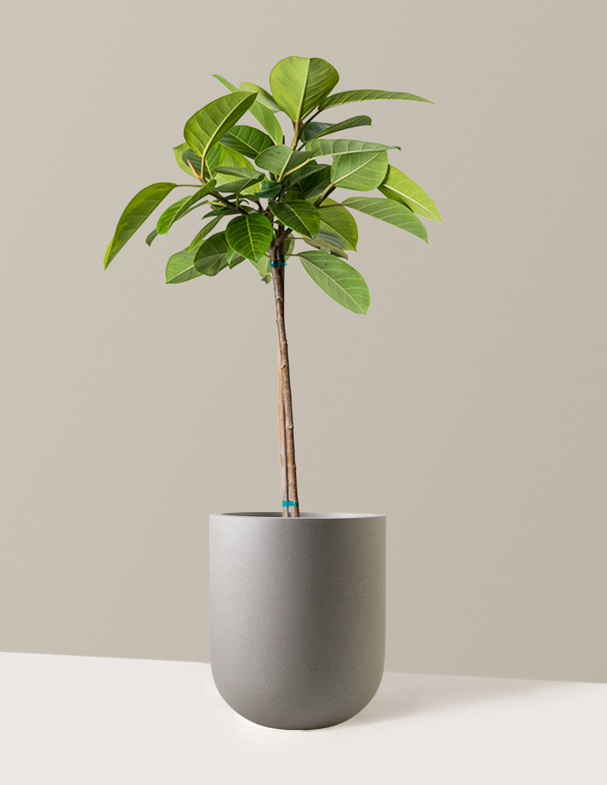 Büyük Ficus Altissima Ağacı