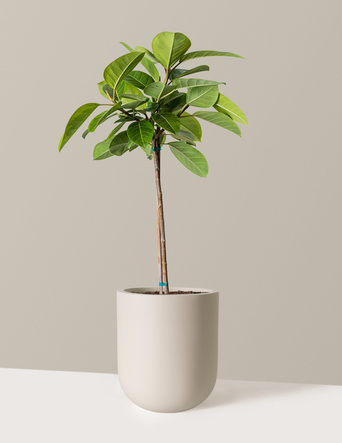 Büyük Ficus Altissima Ağacı