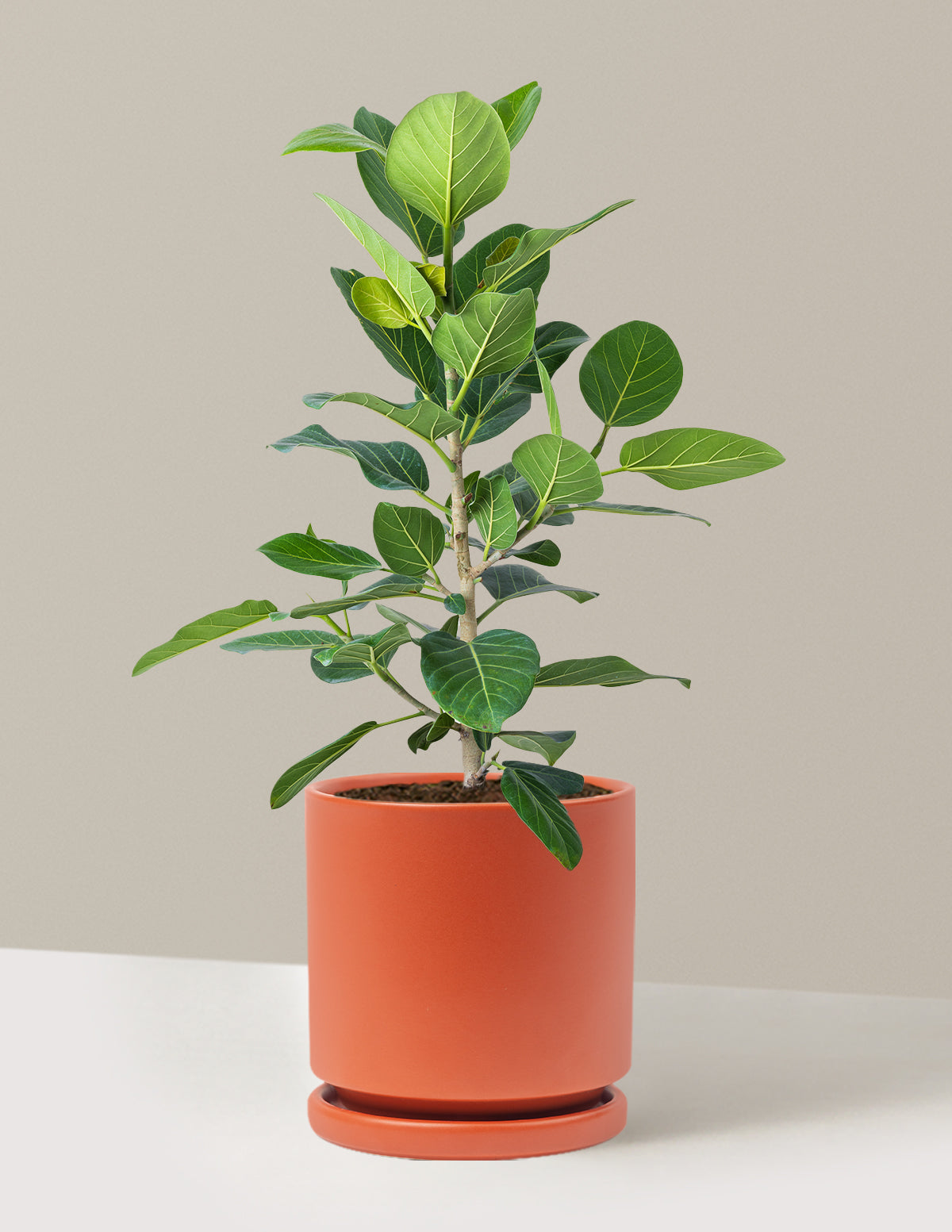 Ficus Audrey Bush