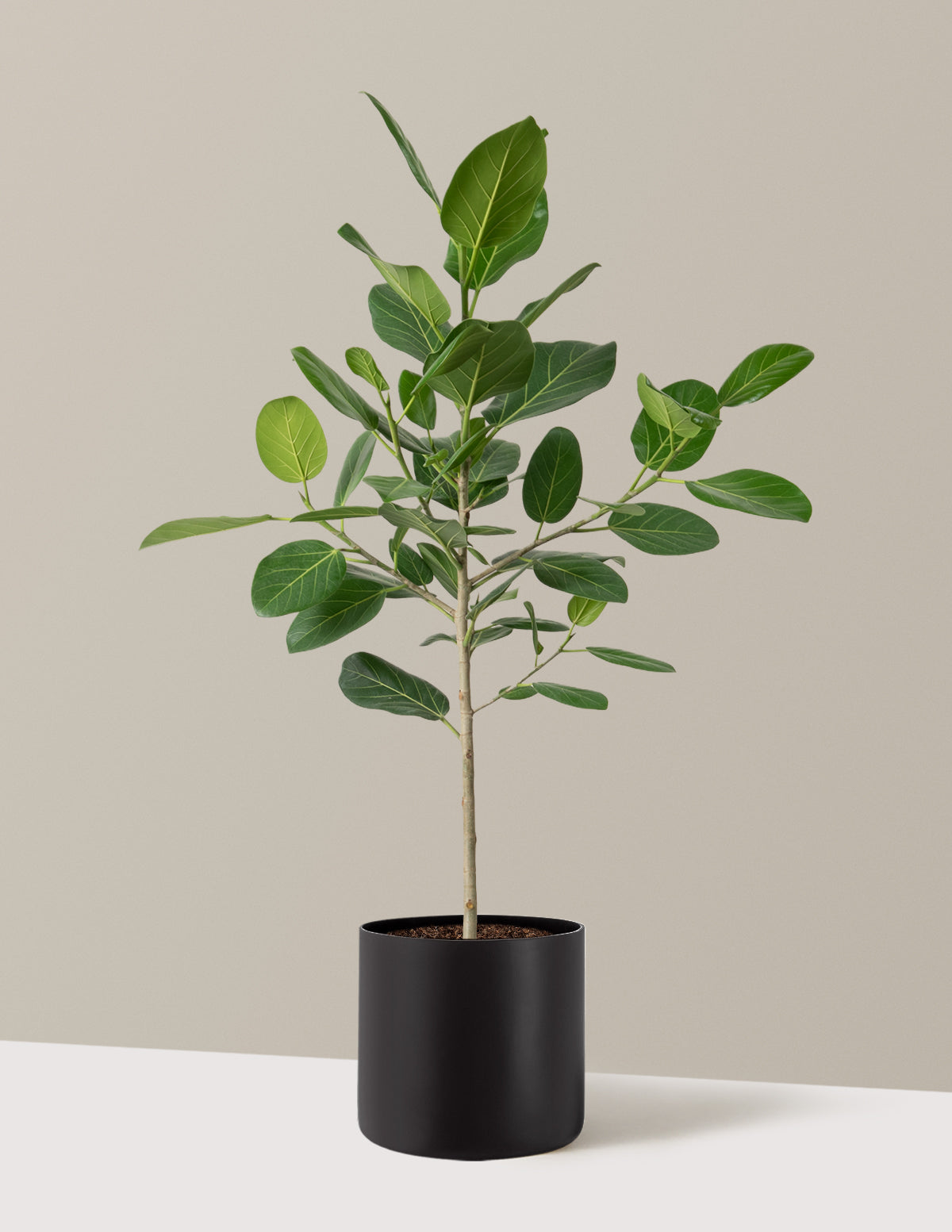 Ficus Audrey Ağacı