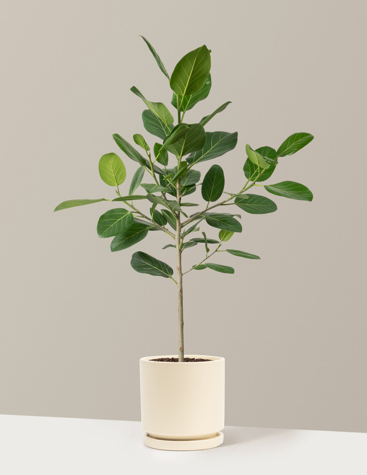 Ficus Audrey Ağacı