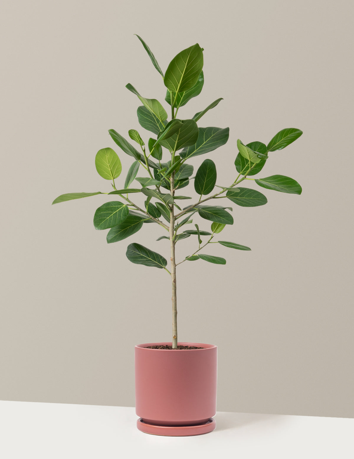 Ficus Audrey Ağacı