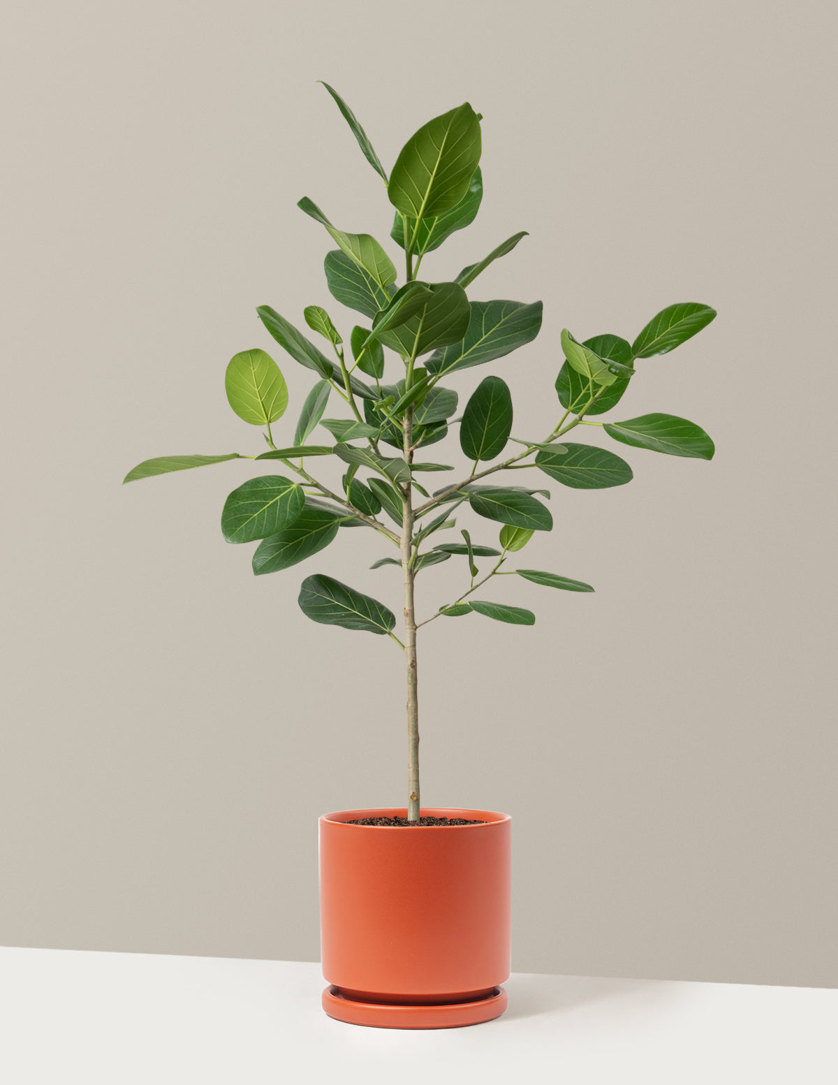 Ficus Audrey Ağacı