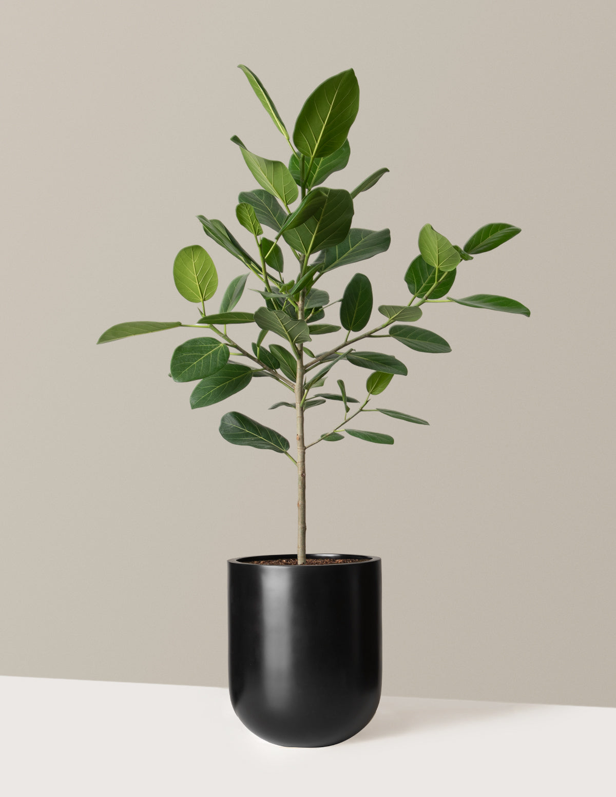 Ficus Audrey Ağacı
