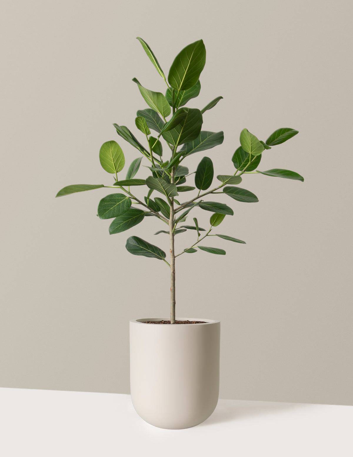 Ficus Audrey Ağacı