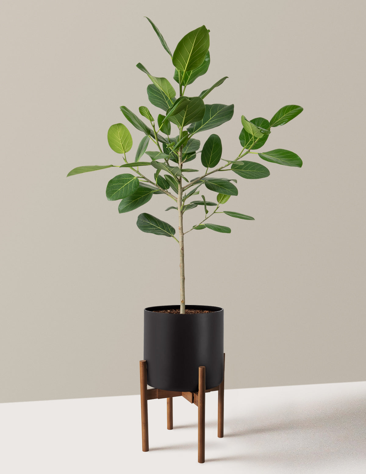 Ficus Audrey Ağacı