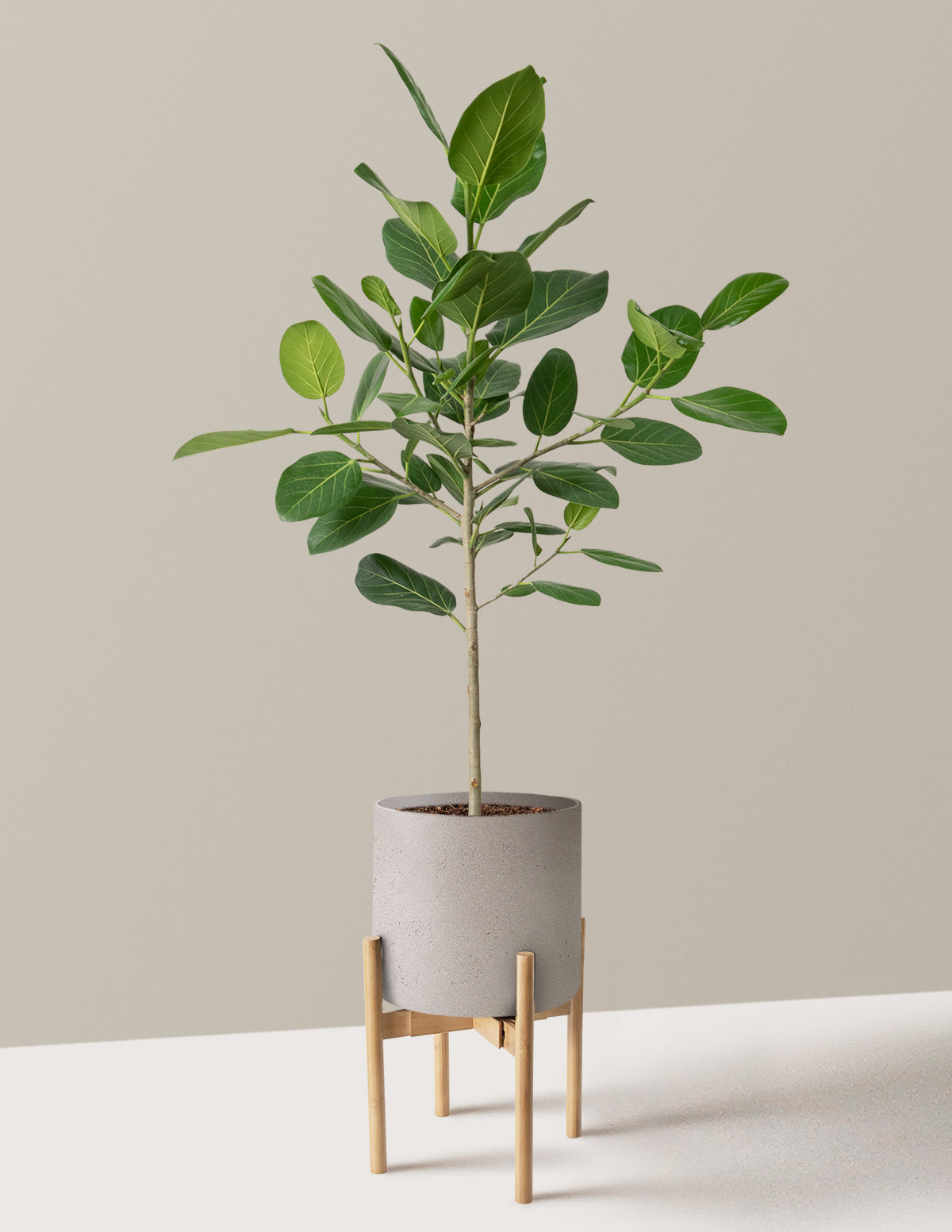 Ficus Audrey Ağacı