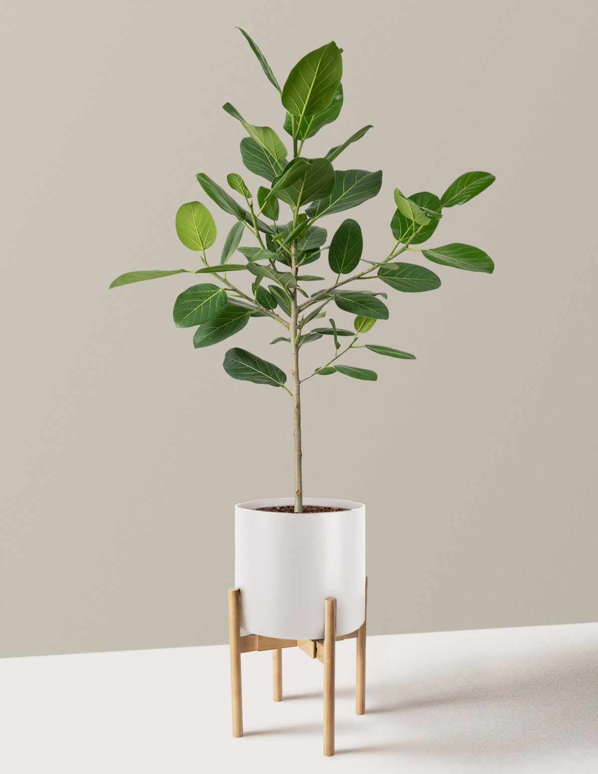 Ficus Audrey Ağacı
