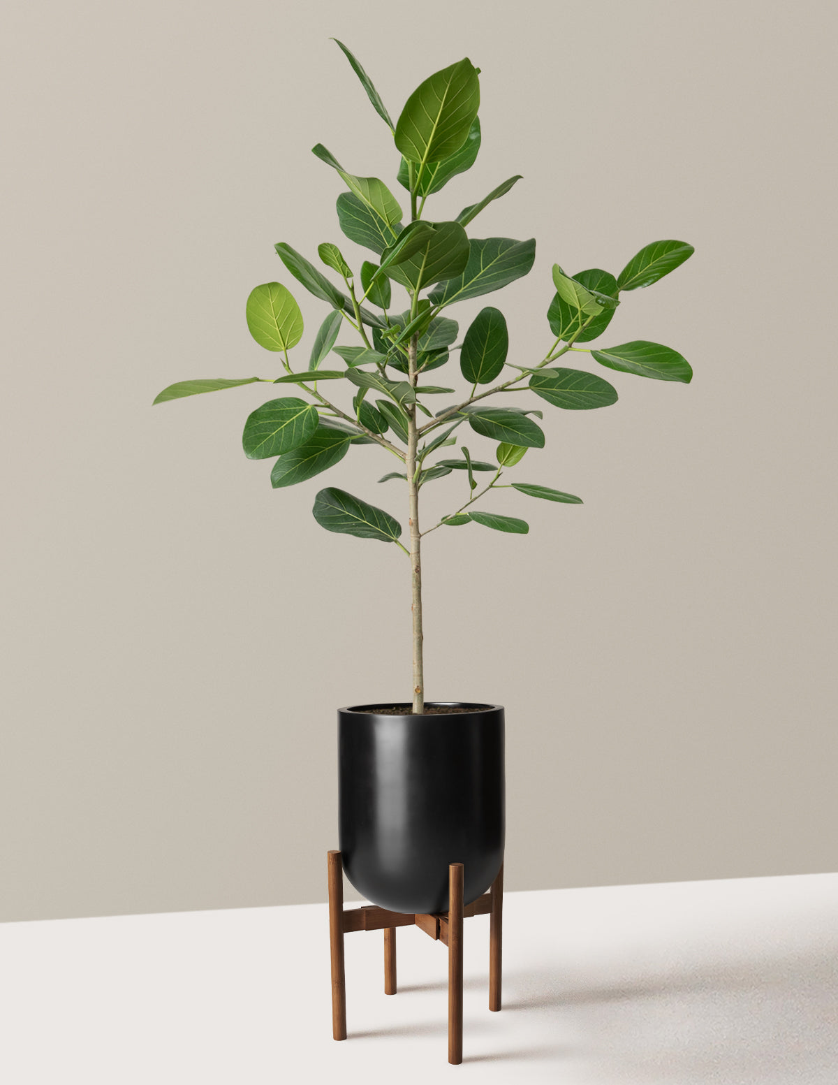 Ficus Audrey Ağacı