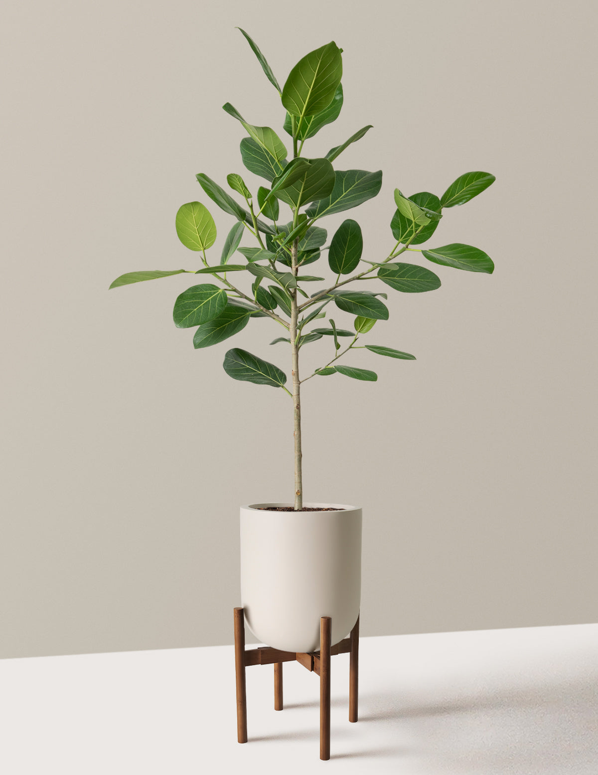 Ficus Audrey Ağacı