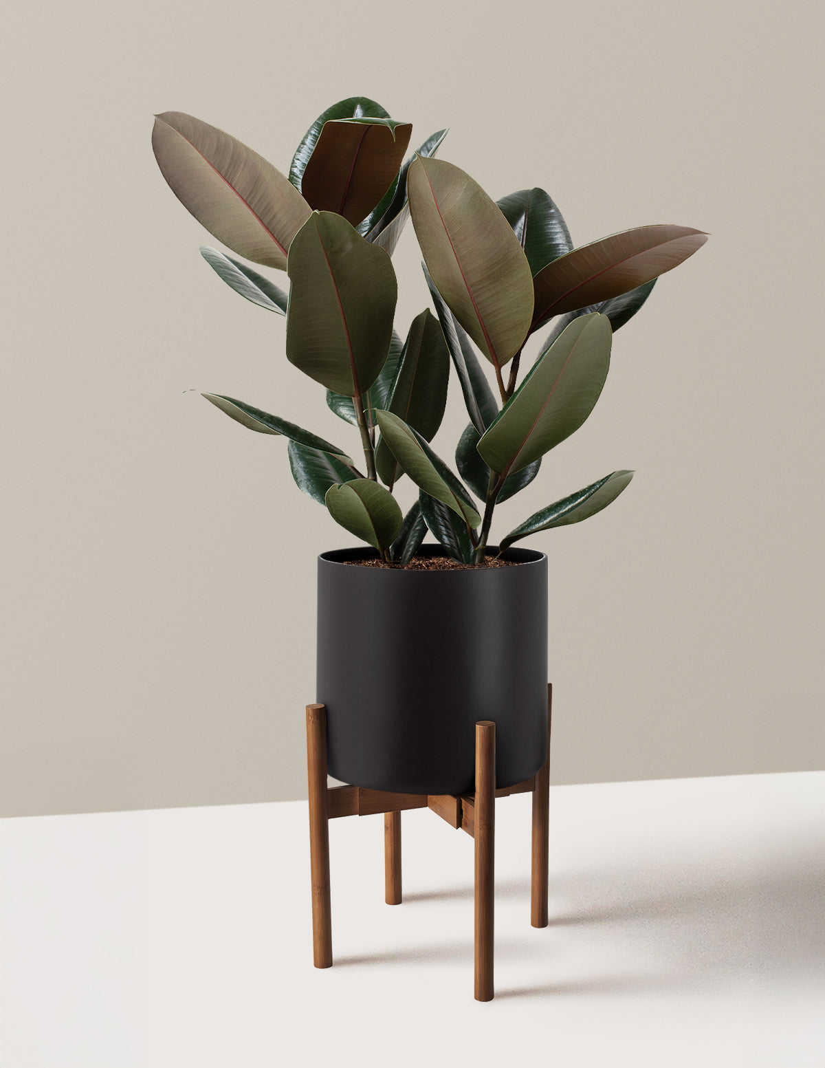 Ficus Burgundy Kauçuk Bitkisi
