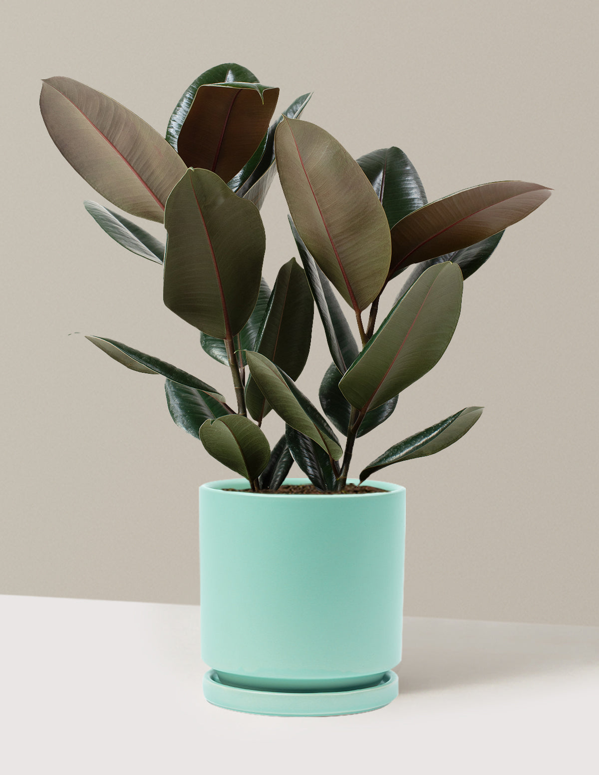 Ficus Burgundy Kauçuk Bitkisi