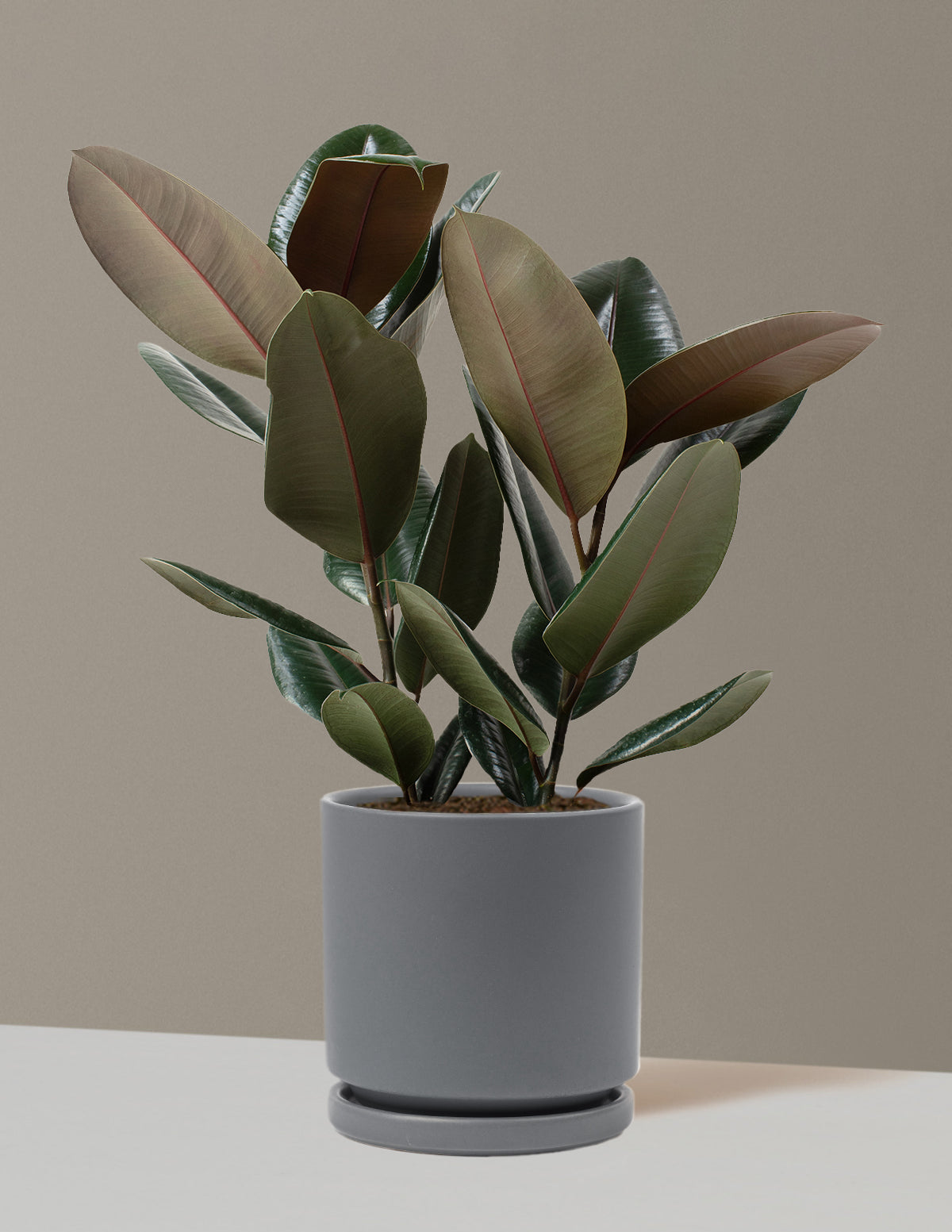 Ficus Burgundy Kauçuk Bitkisi