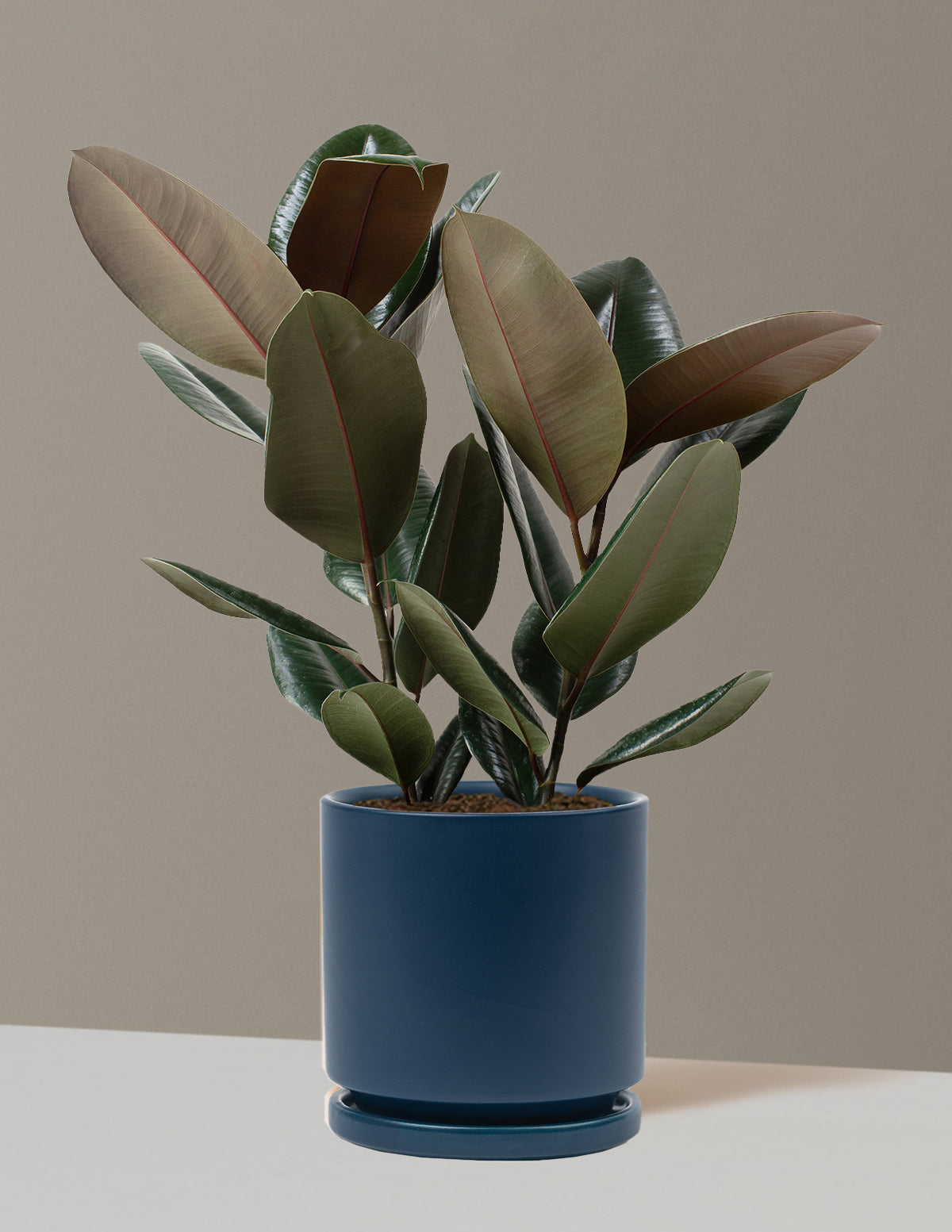 Ficus Burgundy Kauçuk Bitkisi