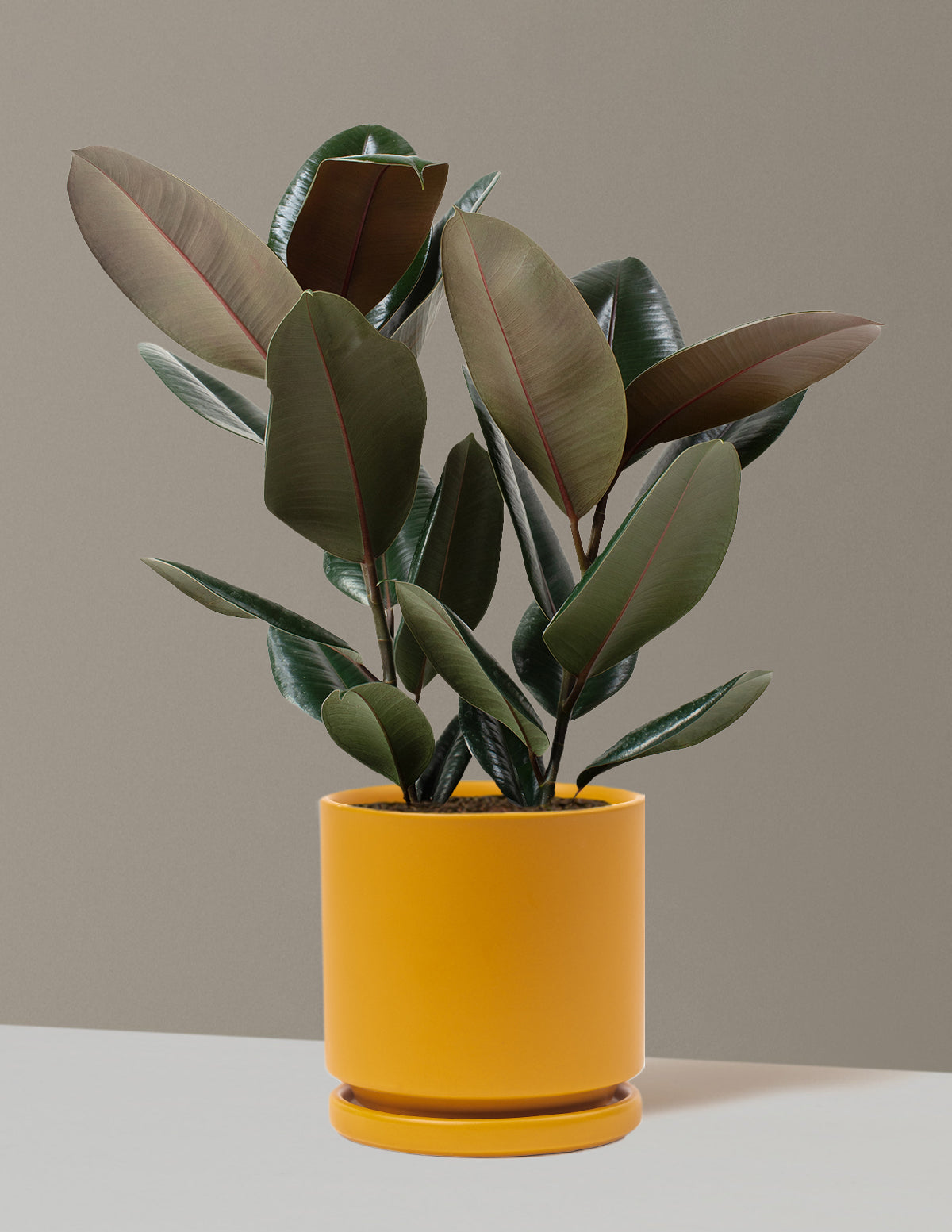 Ficus Burgundy Kauçuk Bitkisi