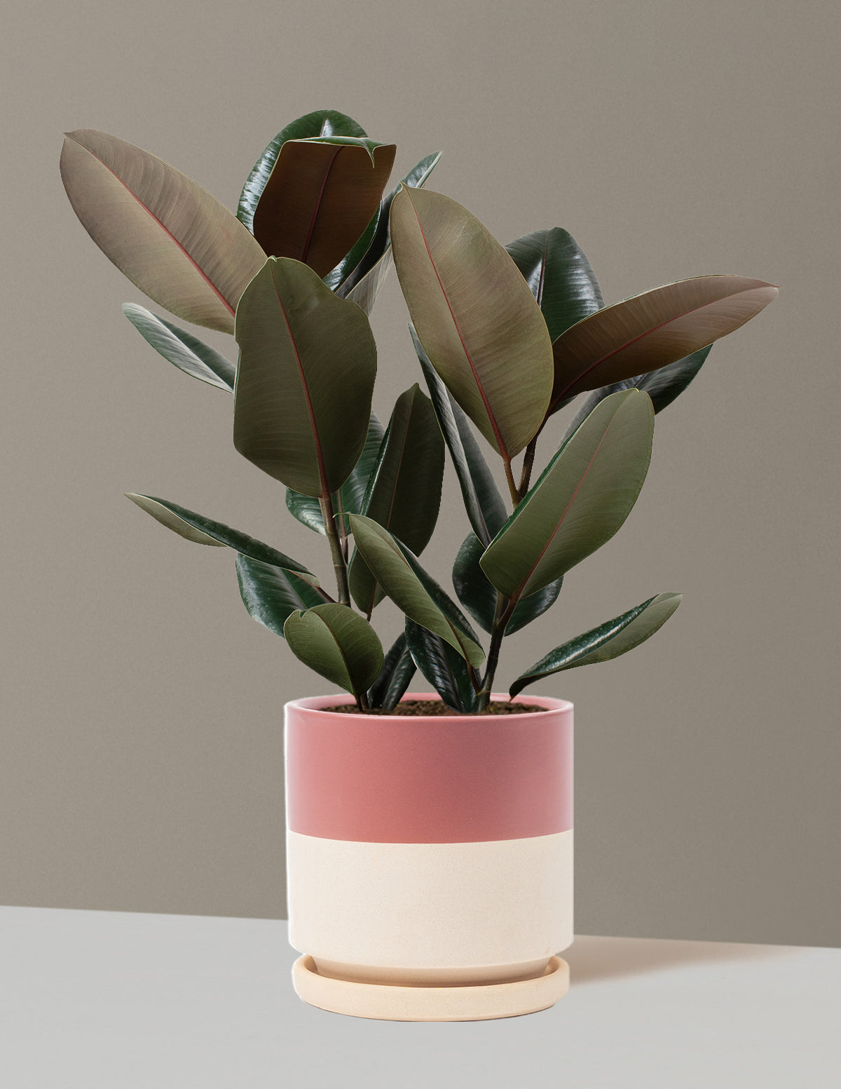 Ficus Burgundy Kauçuk Bitkisi