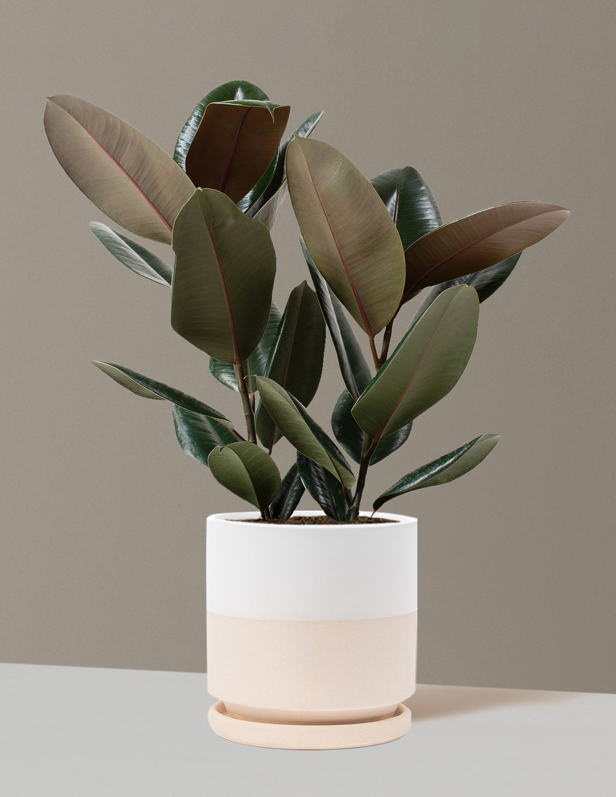 Ficus Burgundy Kauçuk Bitkisi