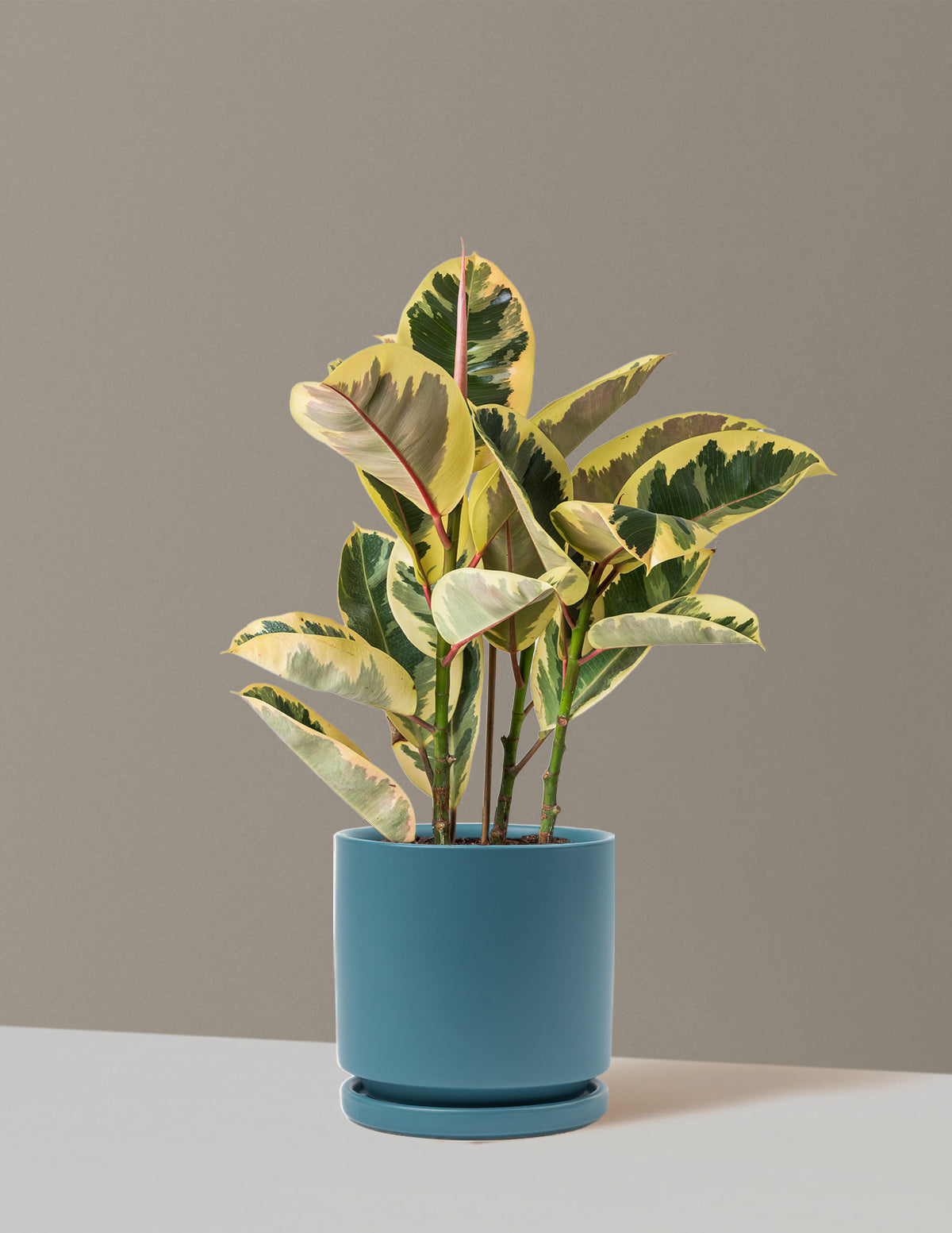 Ficus Tineke Bush