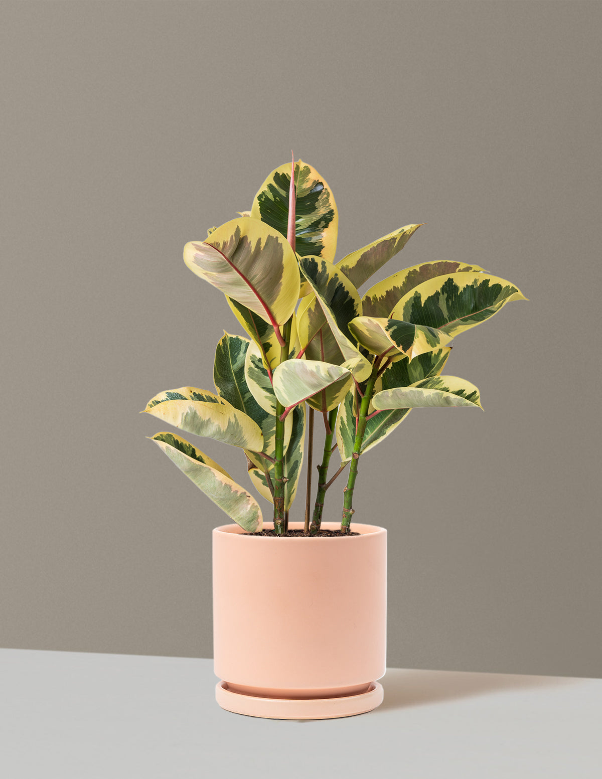 Ficus Tineke Bush