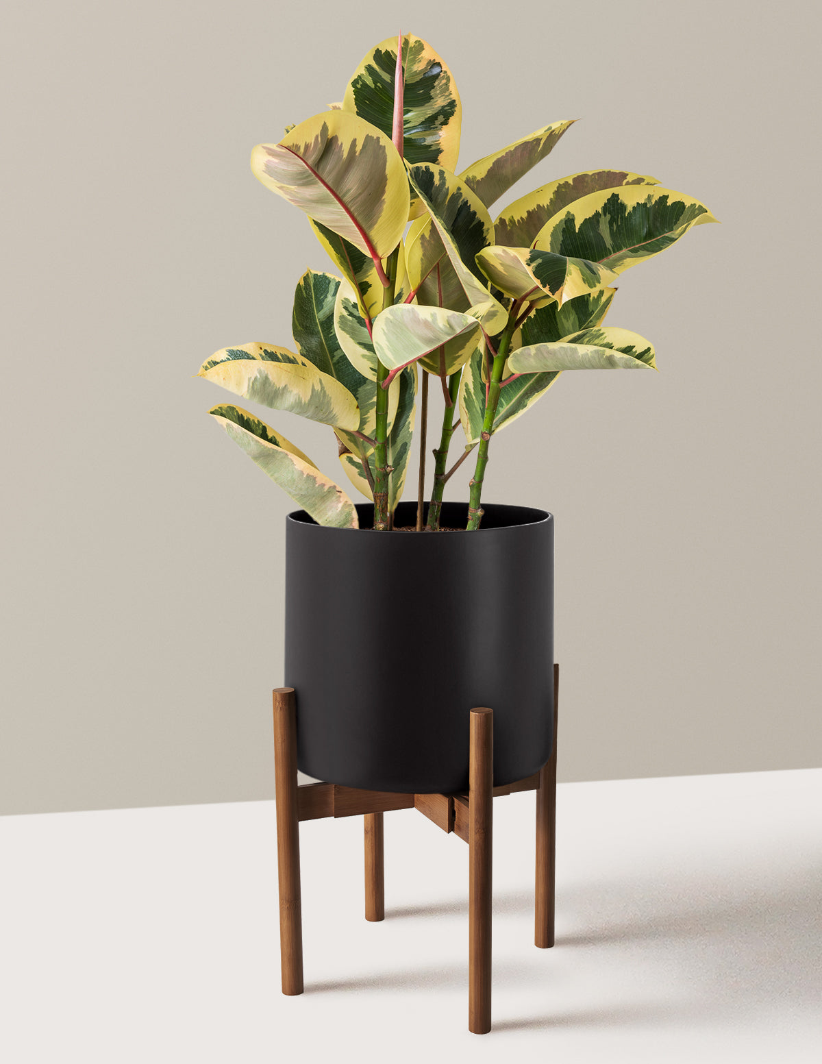 Ficus Tineke Bush