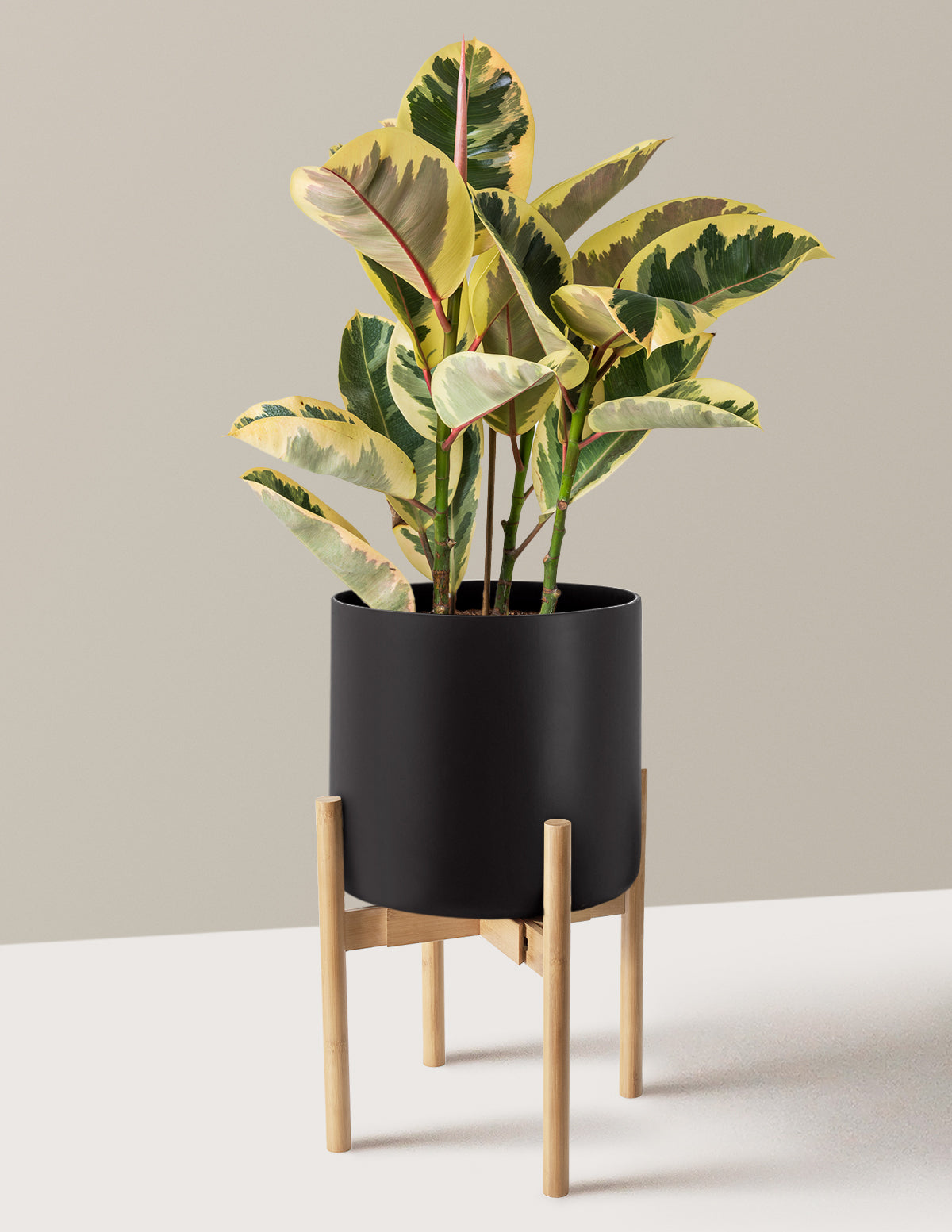 Ficus Tineke Bush