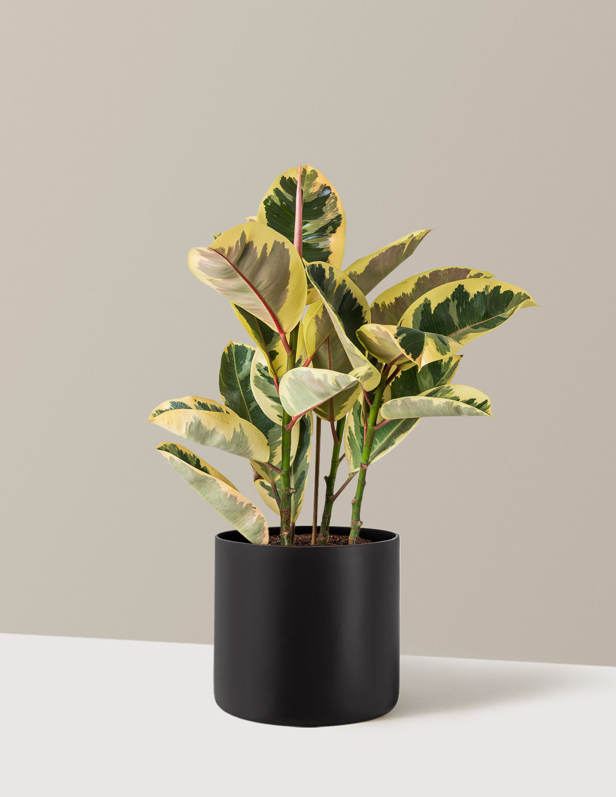 Ficus Tineke Bush