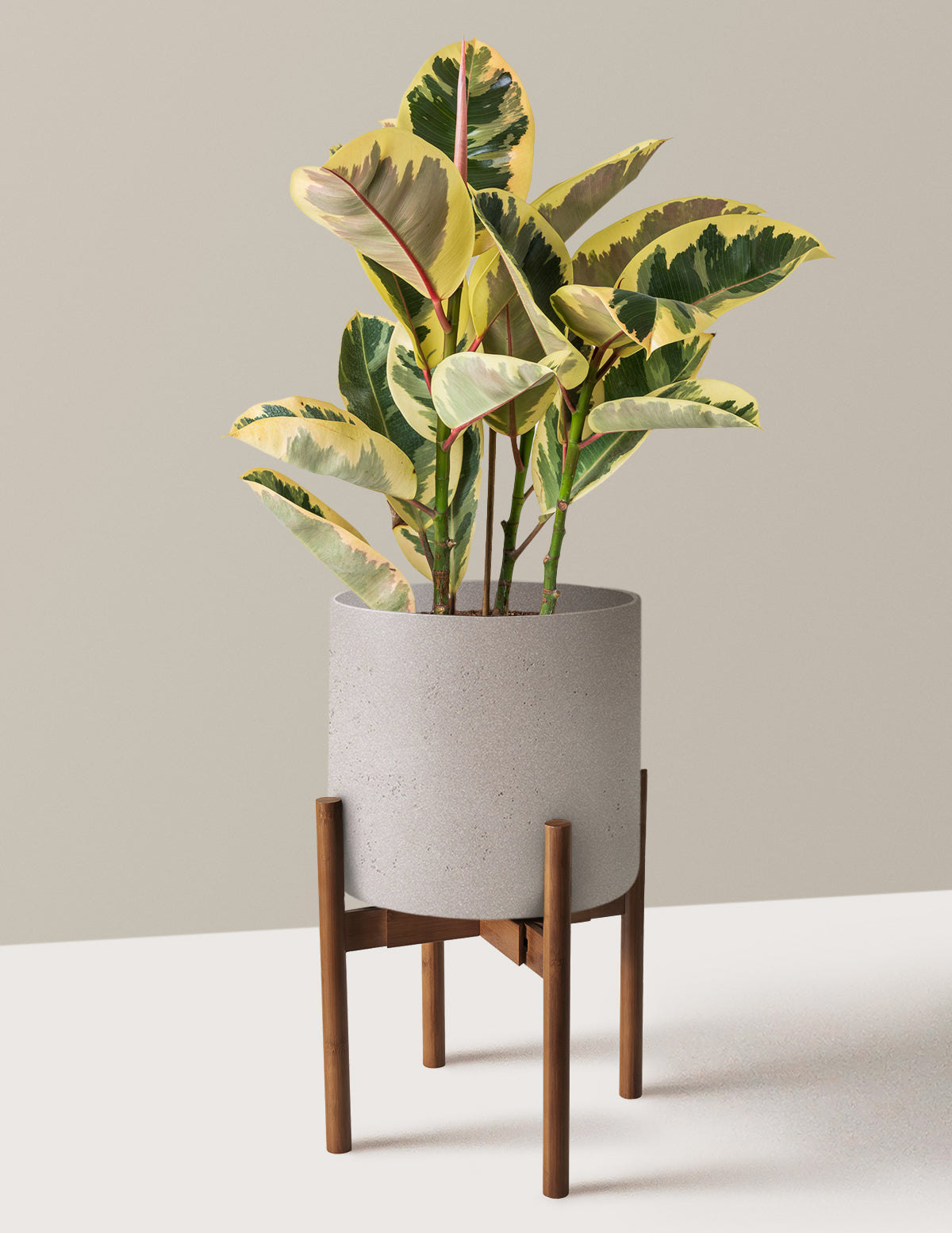 Ficus Tineke Bush