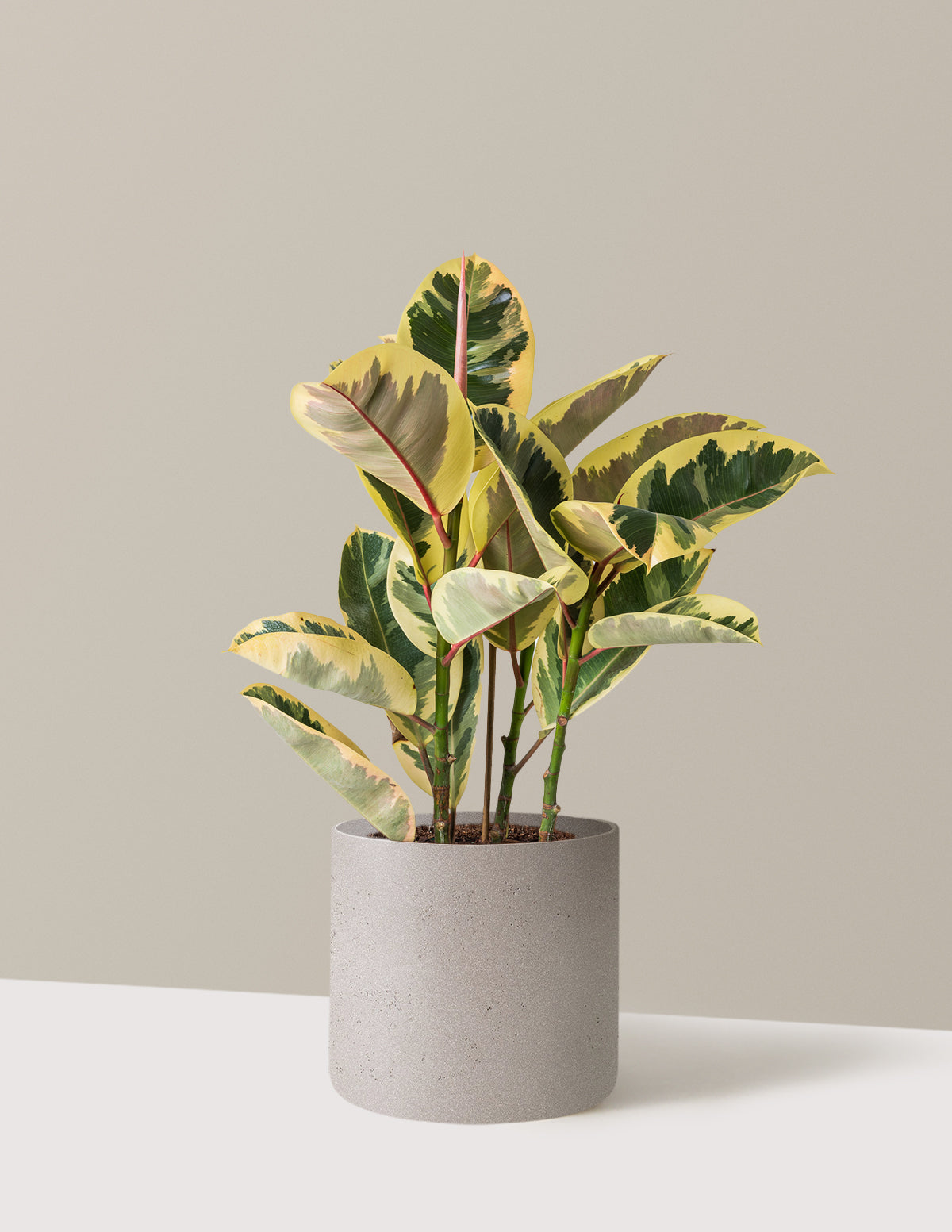 Ficus Tineke Bush