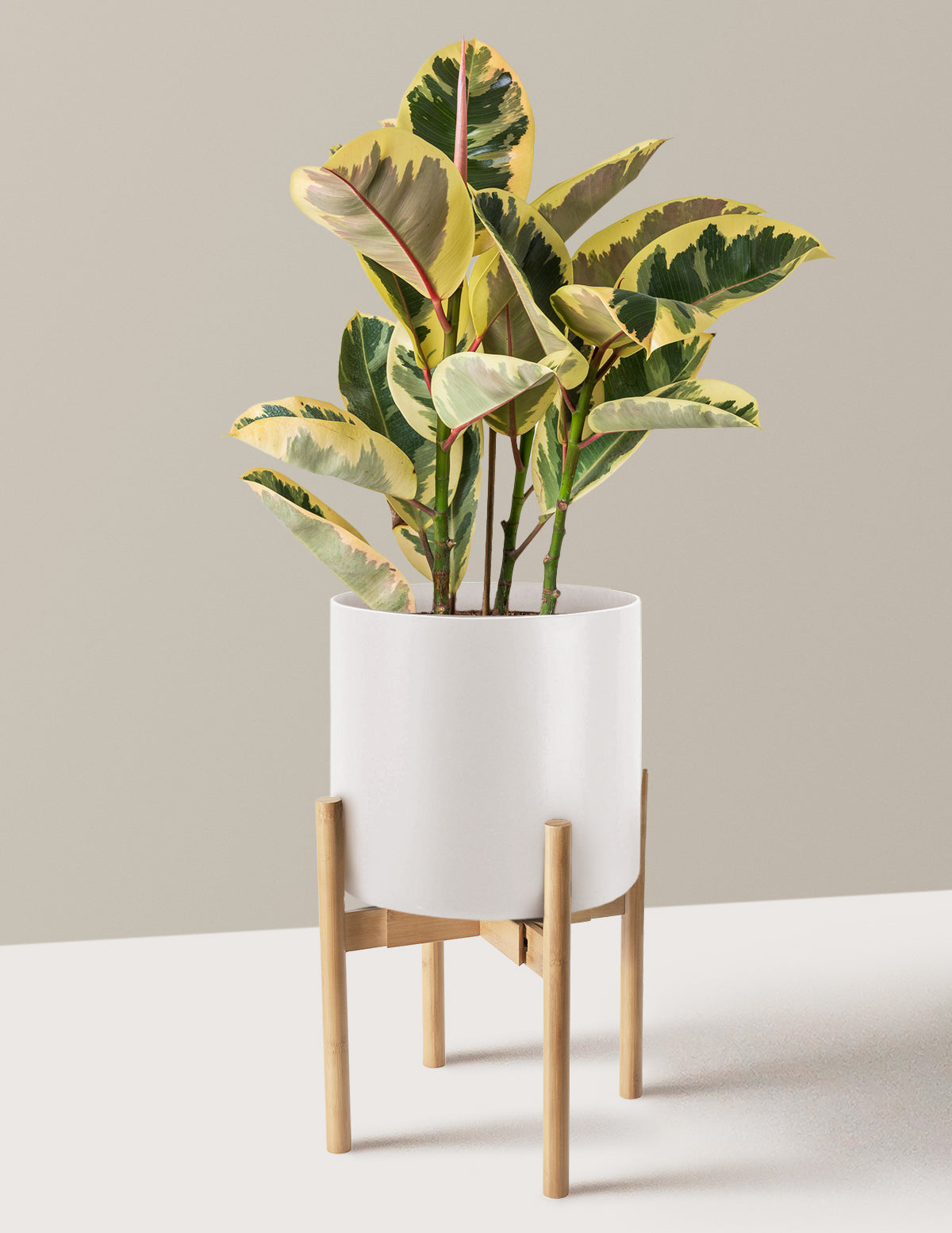 Ficus Tineke Bush