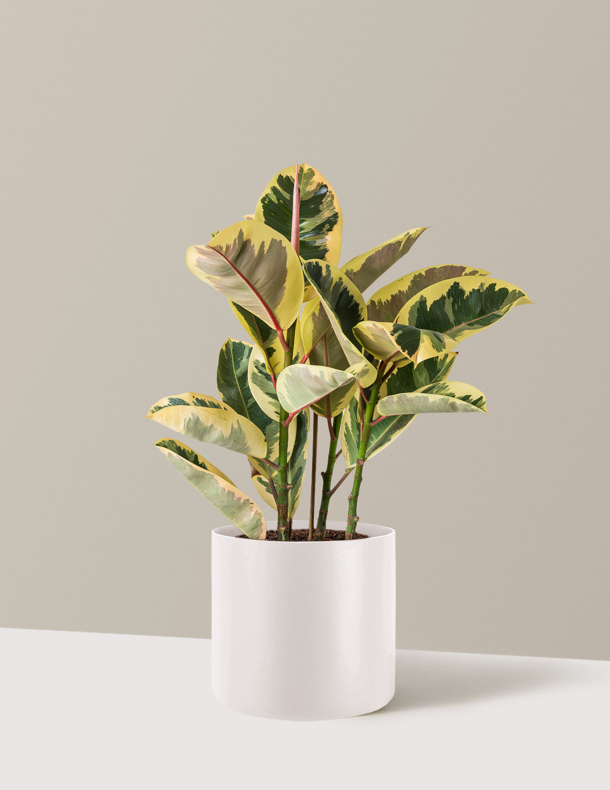 Ficus Tineke Bush