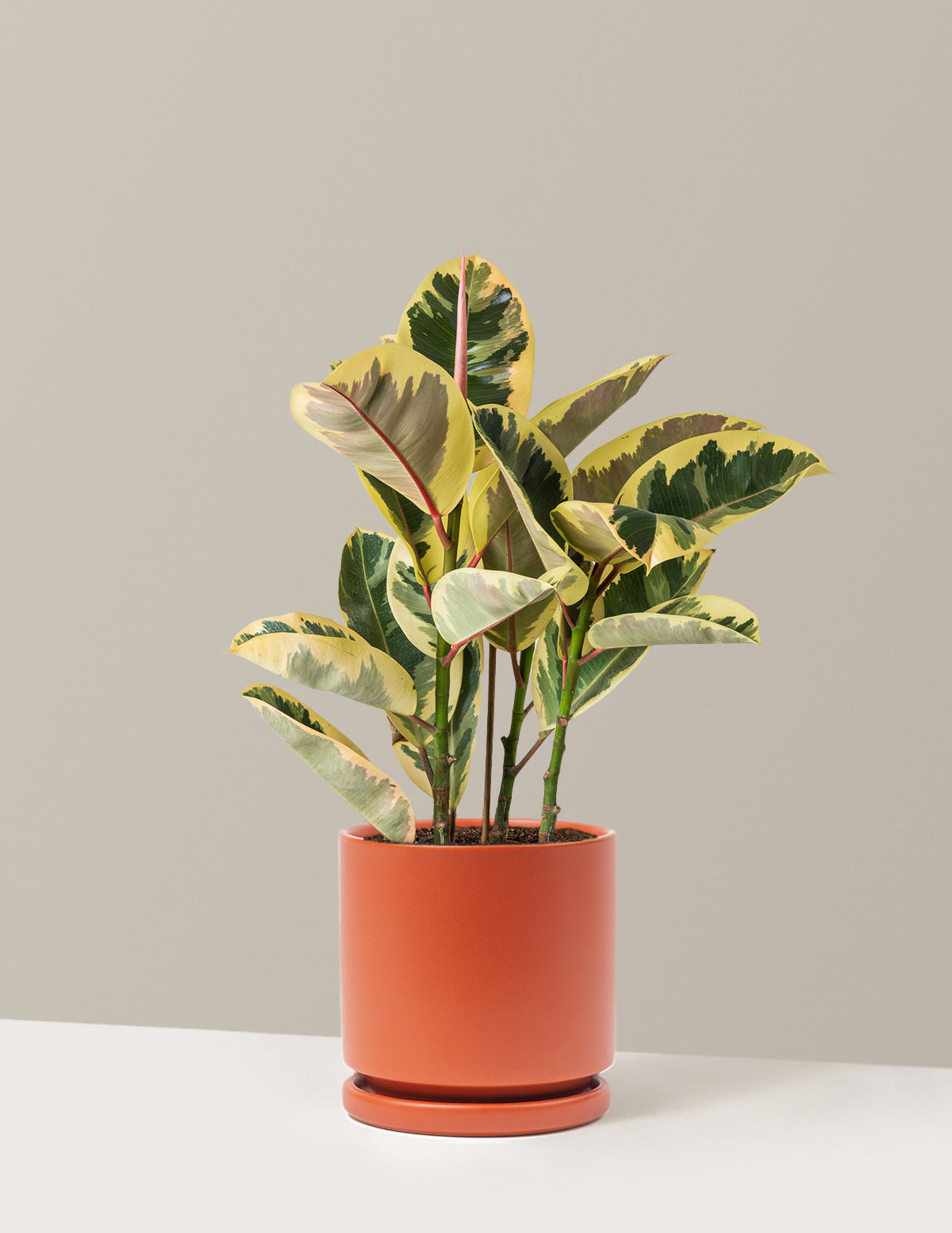 Ficus Tineke Bush