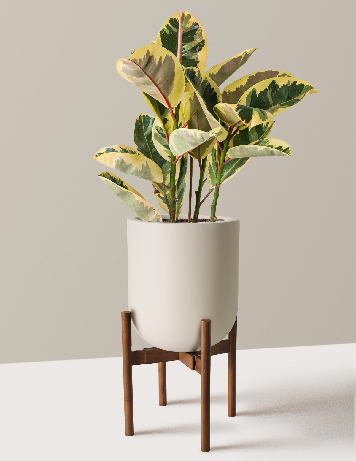 Ficus Tineke Bush