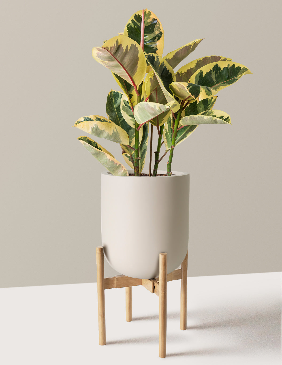 Ficus Tineke Bush