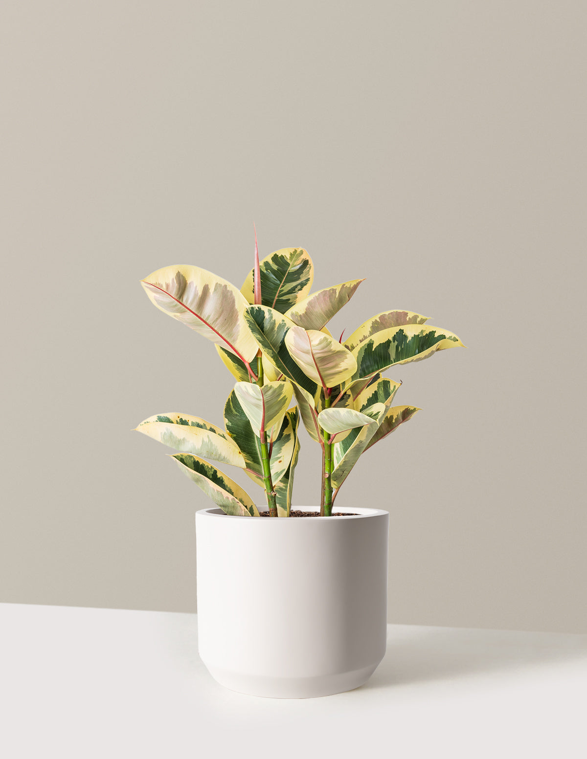 Ficus Tineke Bush