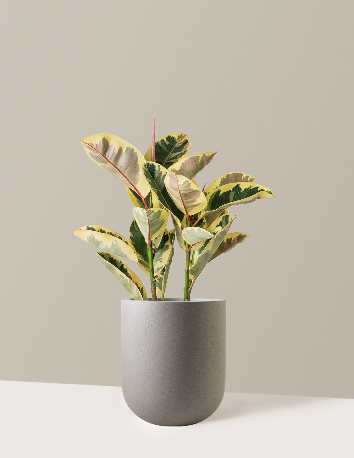 Ficus Tineke Bush