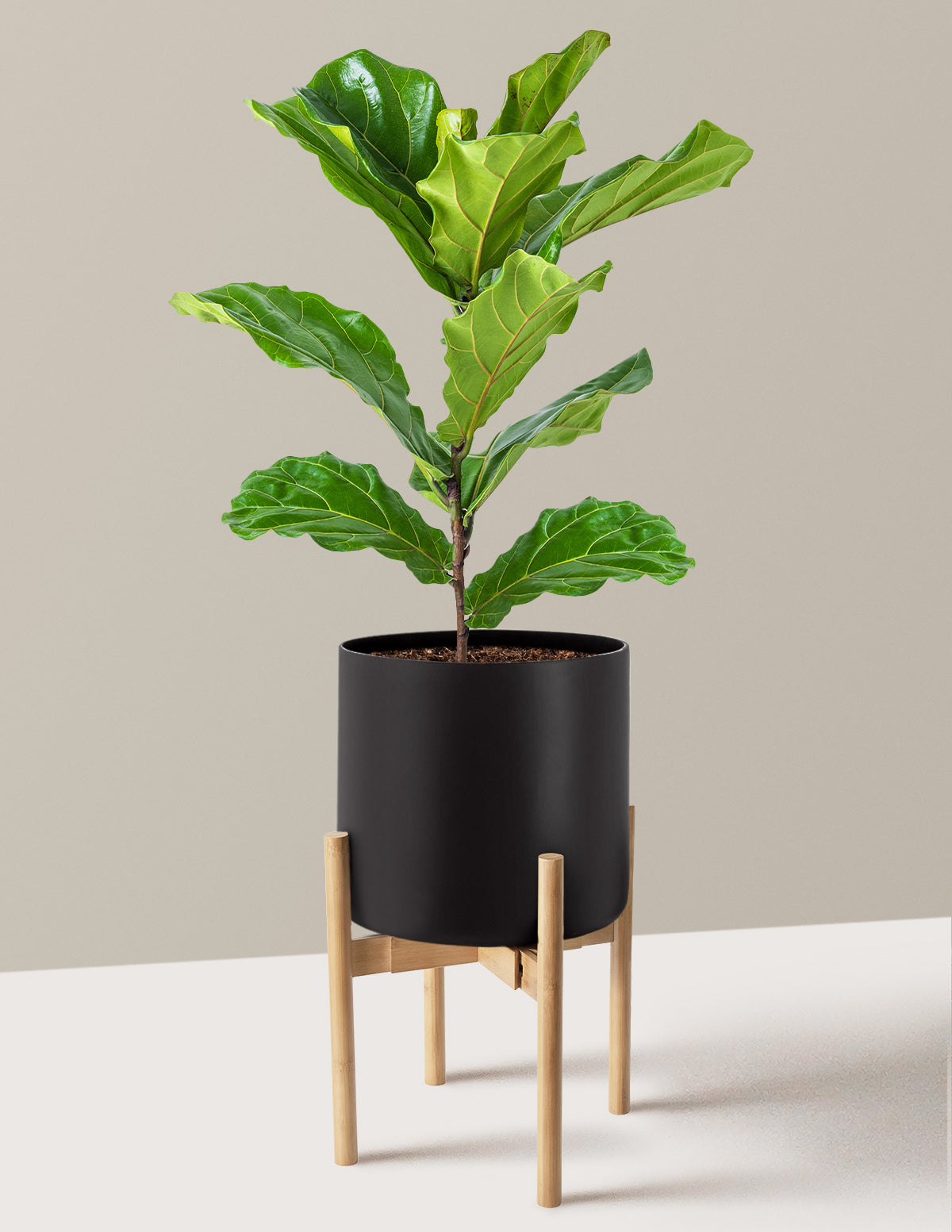 Deve Tabanı Fiddle Leaf Fig Bush
