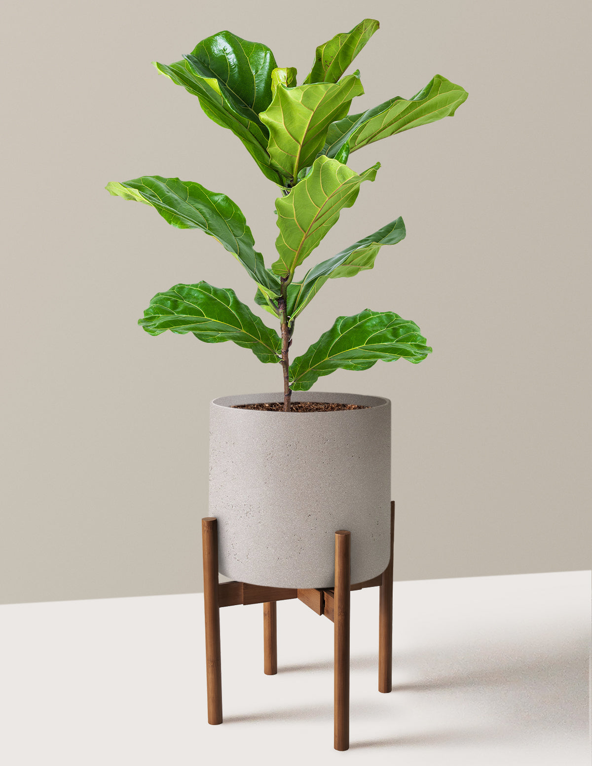 Deve Tabanı Fiddle Leaf Fig Bush