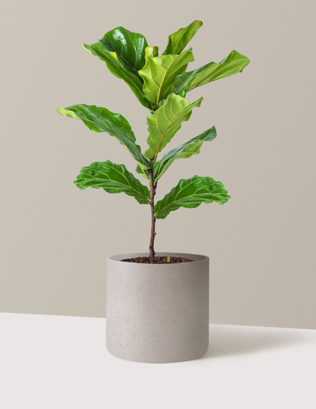 Deve Tabanı Fiddle Leaf Fig Bush