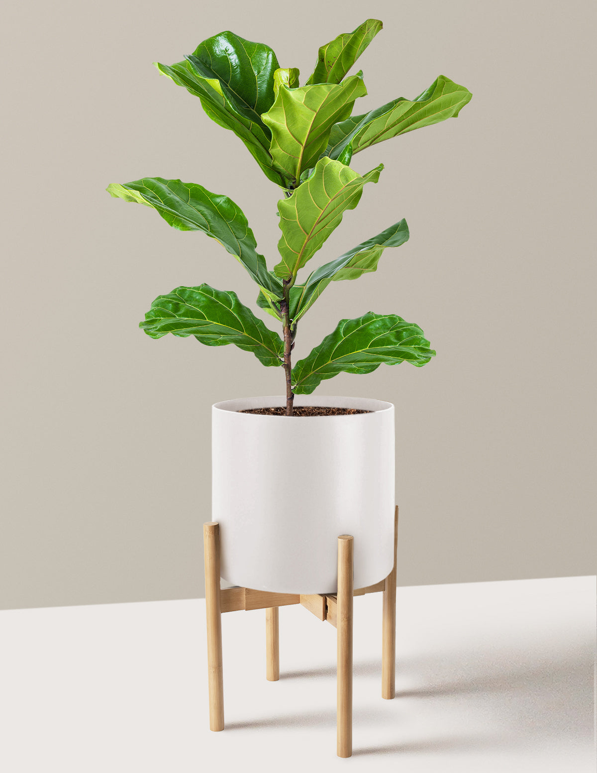 Deve Tabanı Fiddle Leaf Fig Bush