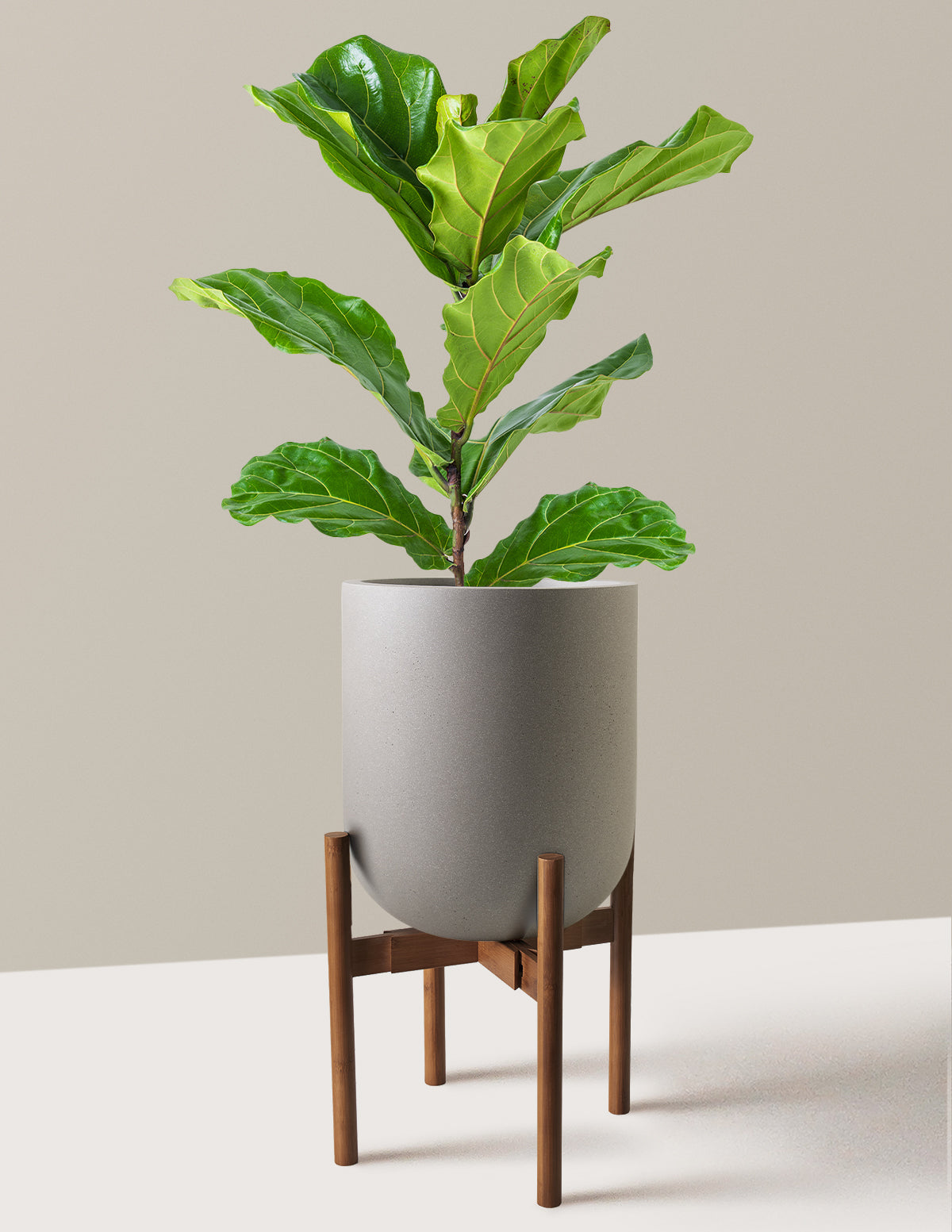 Deve Tabanı Fiddle Leaf Fig Bush