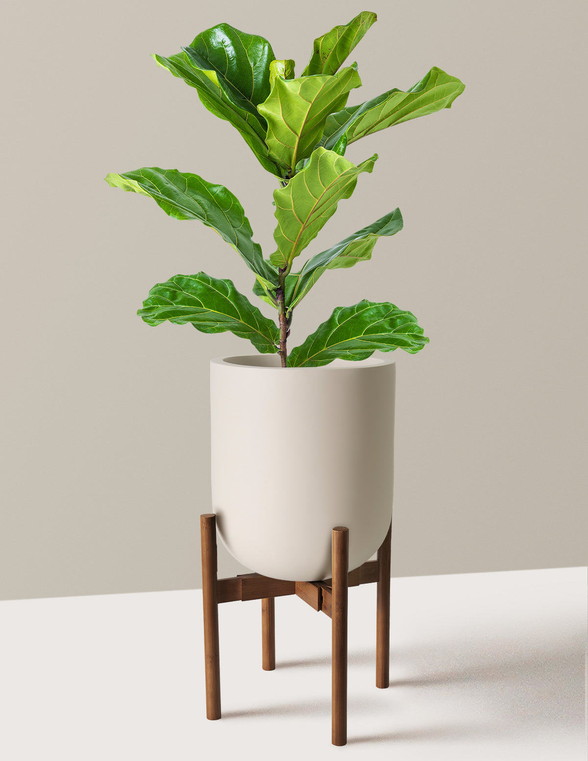 Deve Tabanı Fiddle Leaf Fig Bush