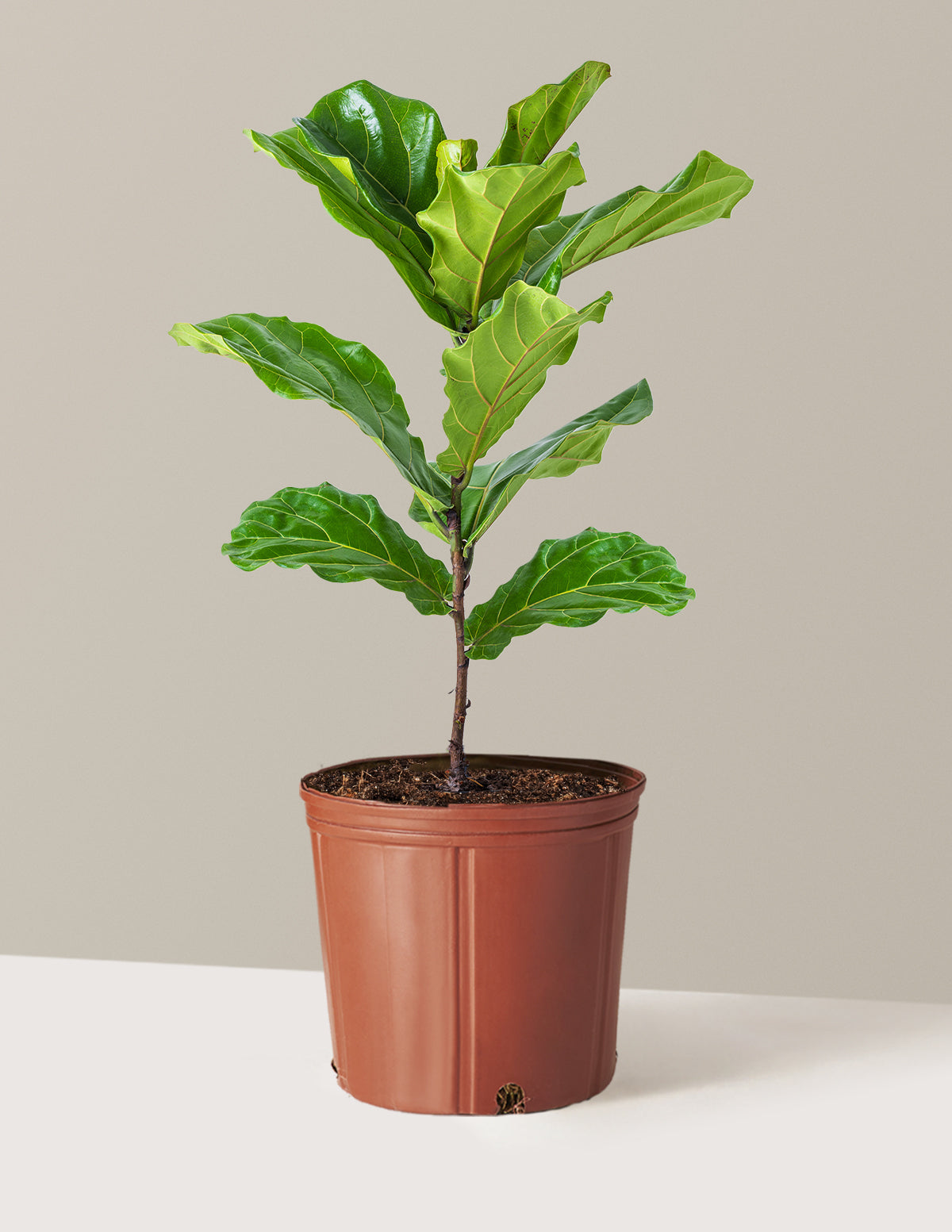 Deve Tabanı Fiddle Leaf Fig Bush