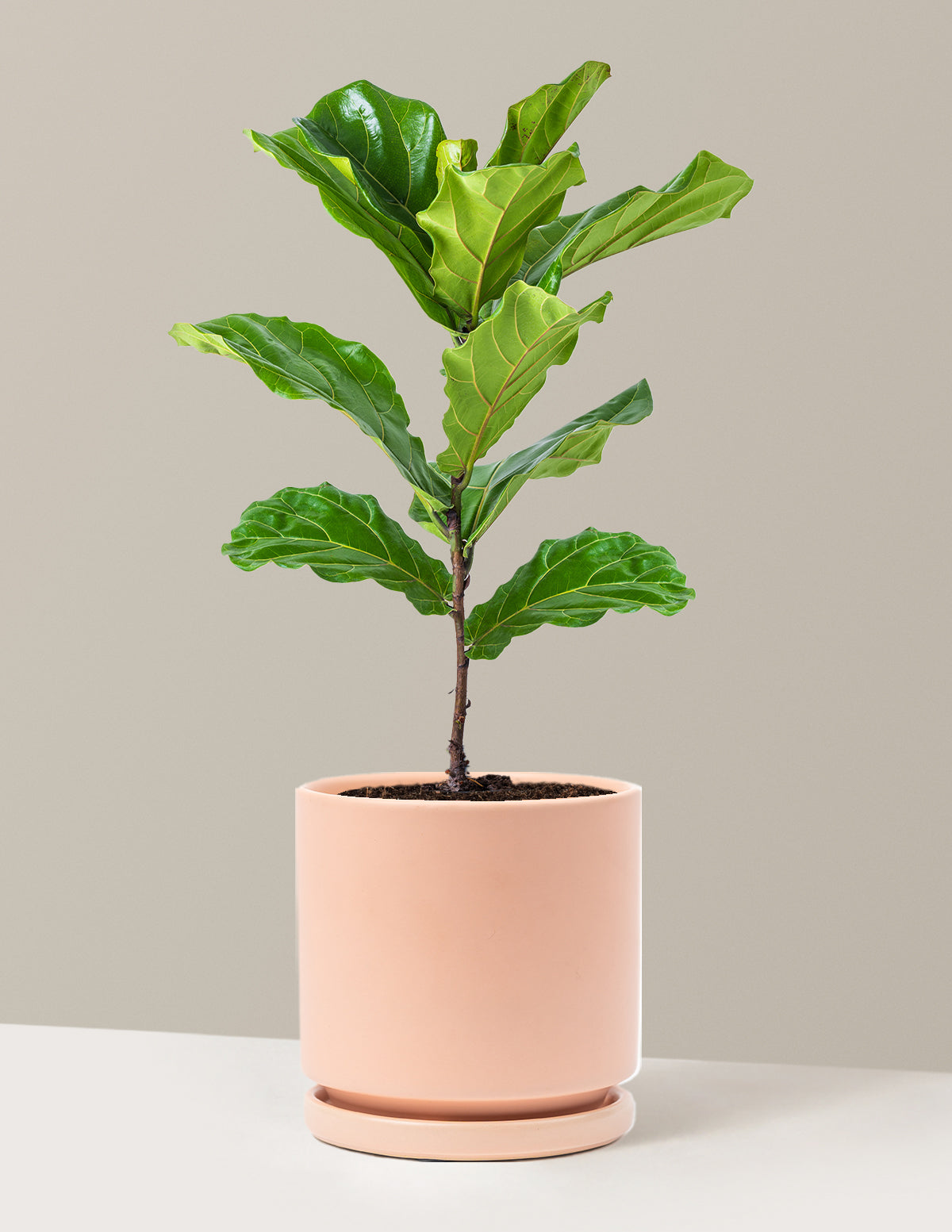 Deve Tabanı Fiddle Leaf Fig Bush