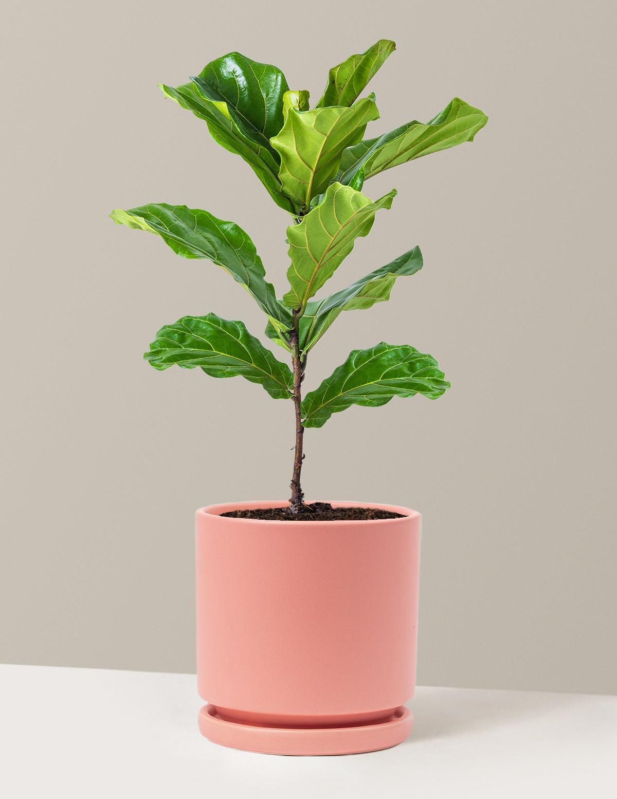 Deve Tabanı Fiddle Leaf Fig Bush