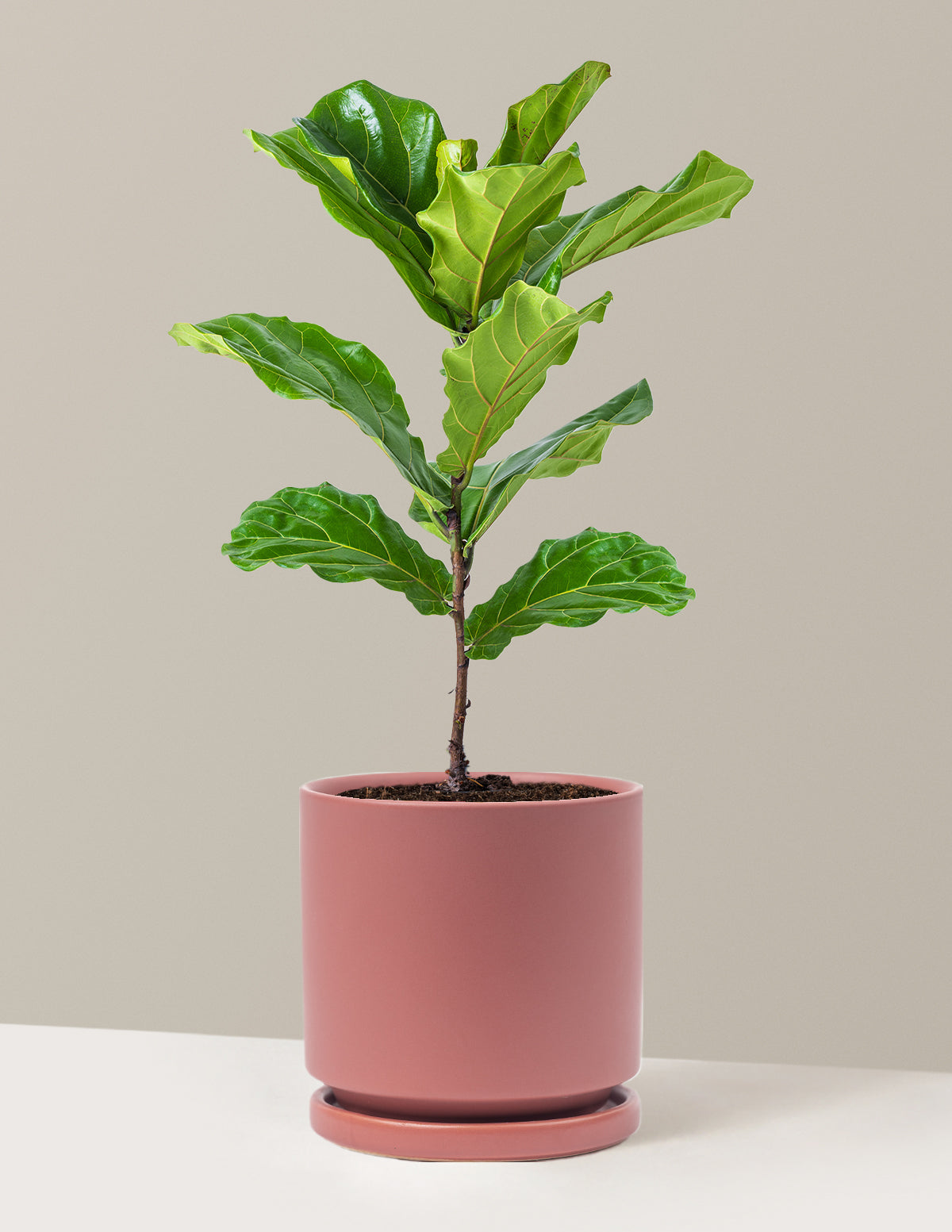 Deve Tabanı Fiddle Leaf Fig Bush