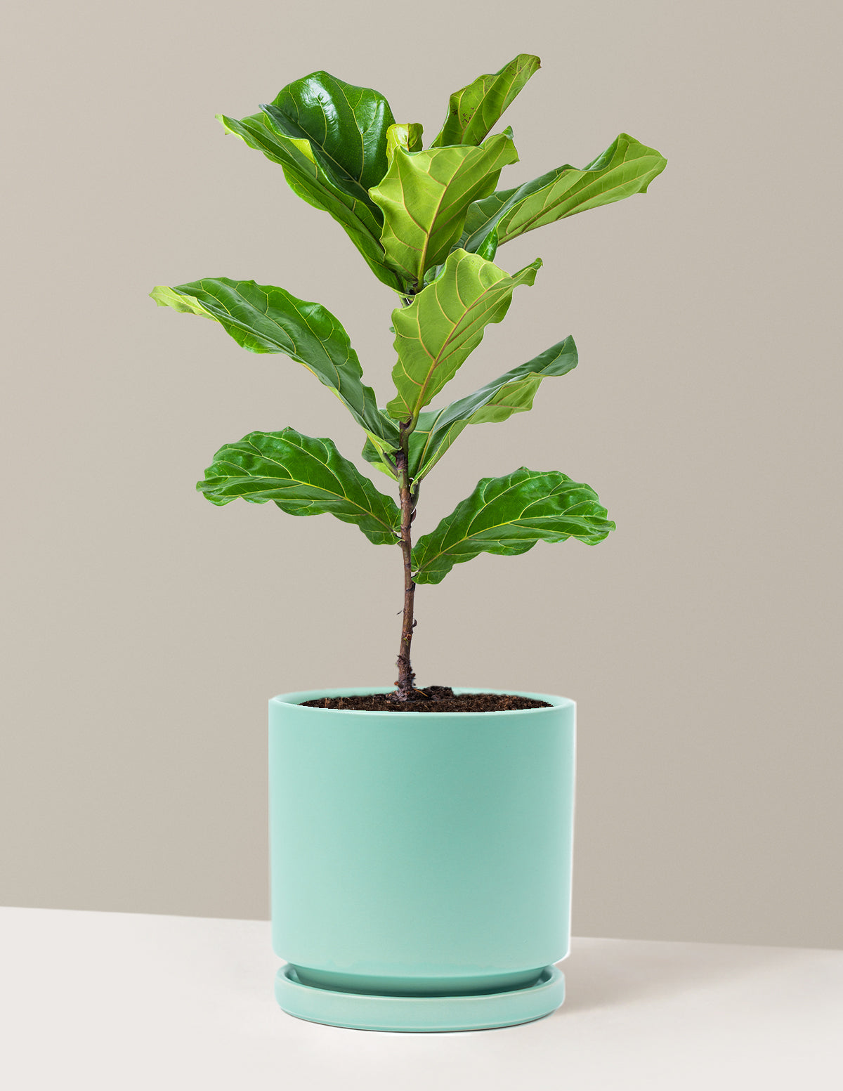 Deve Tabanı Fiddle Leaf Fig Bush