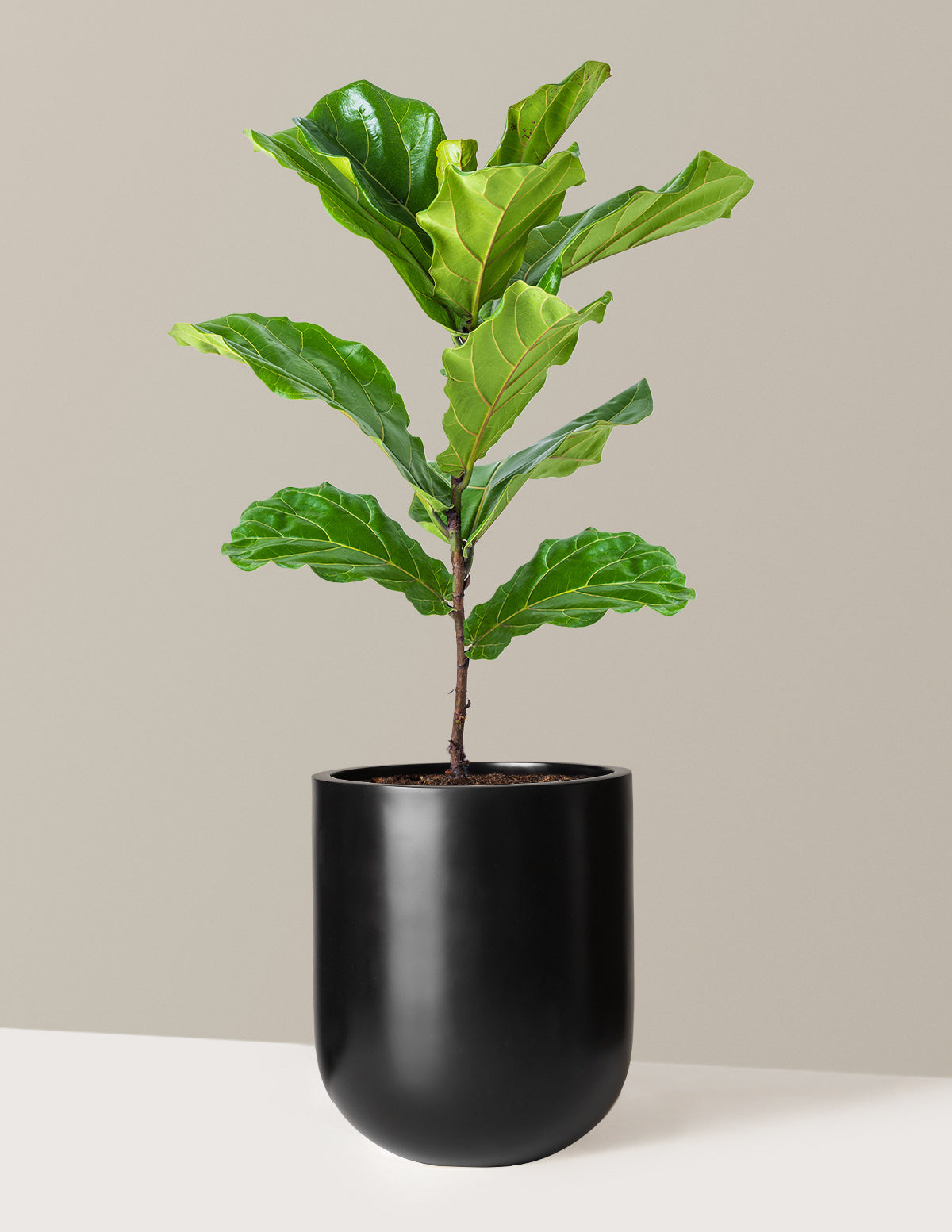 Deve Tabanı Fiddle Leaf Fig Bush